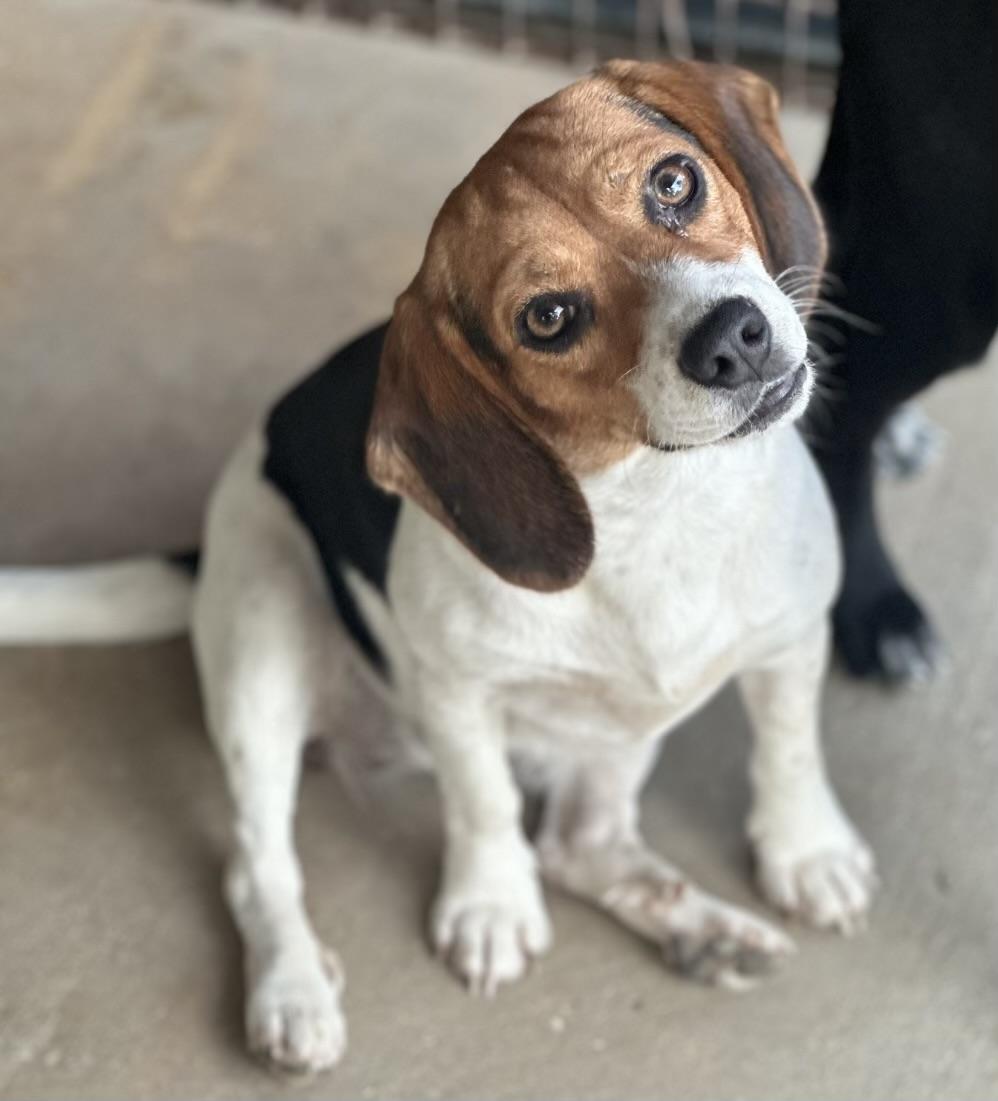 Enlarge Lizzie, an adopted Beagle in Walker, LA image 1/1