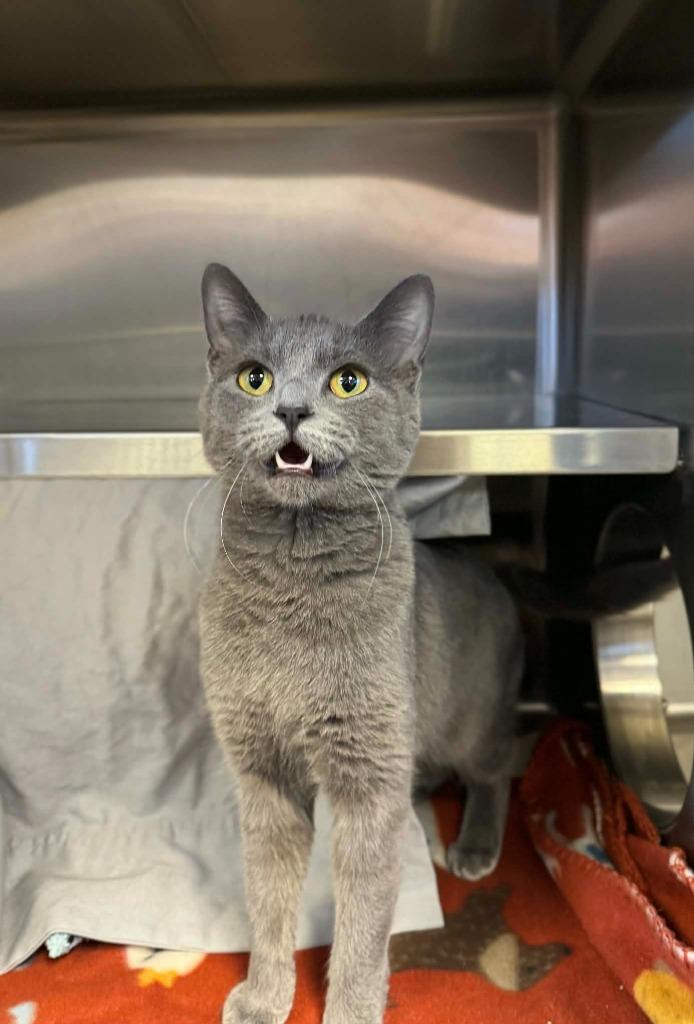 Mist, Adoptable, Young Female Domestic Short Hair.