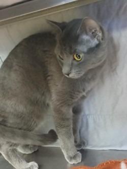 Enlarge Mist, a Adoptable mixed breed in Grand Forks, ND image 2/2