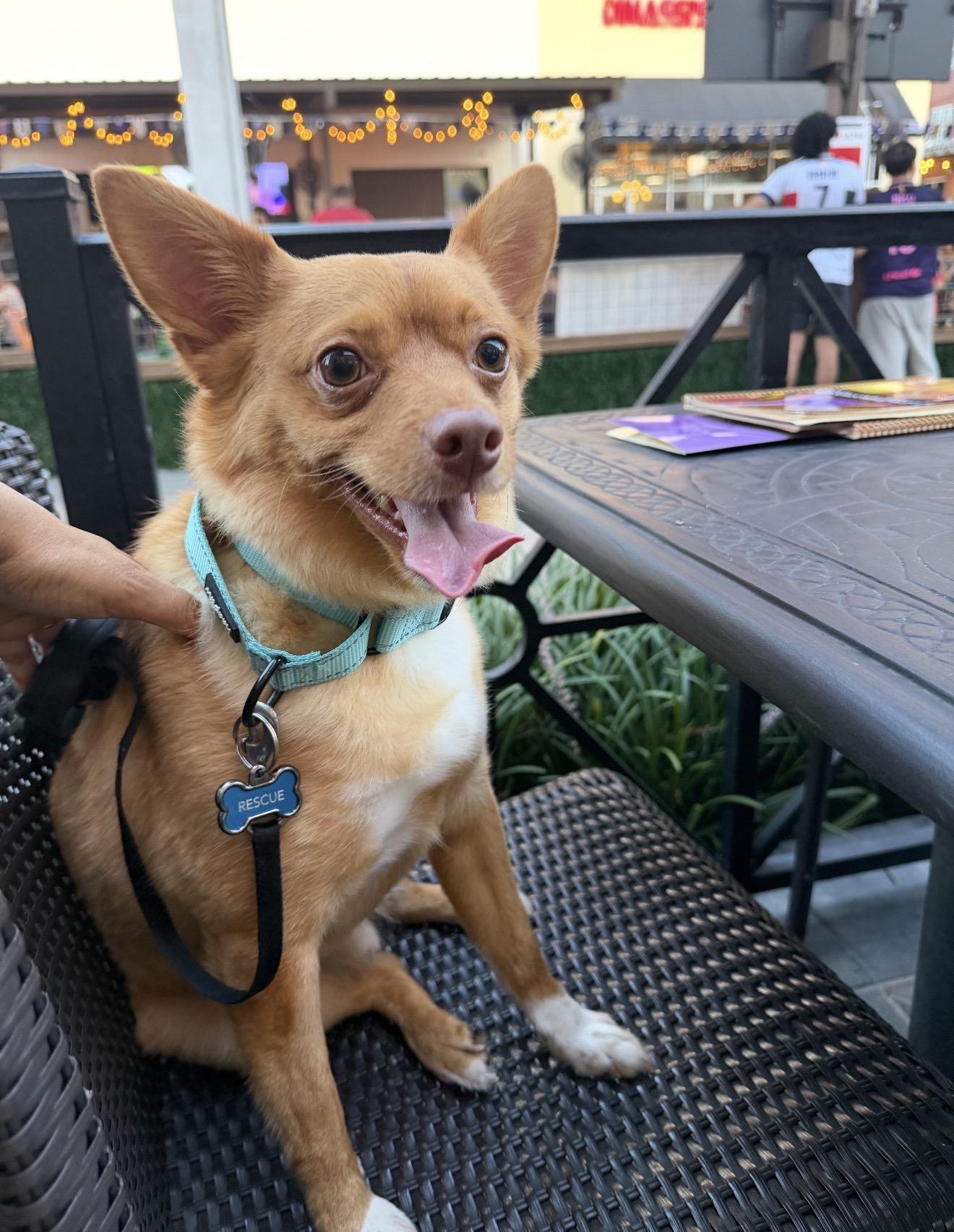 Enlarge Oliver, a Adoptable mixed breed in Houston , TX image 2/6