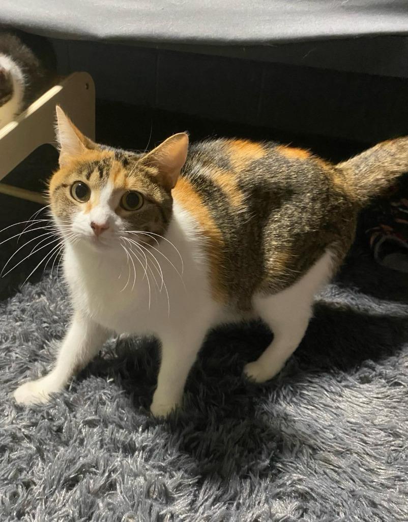 Miss Moonshine, Adopted, Young Female Domestic Short Hair.