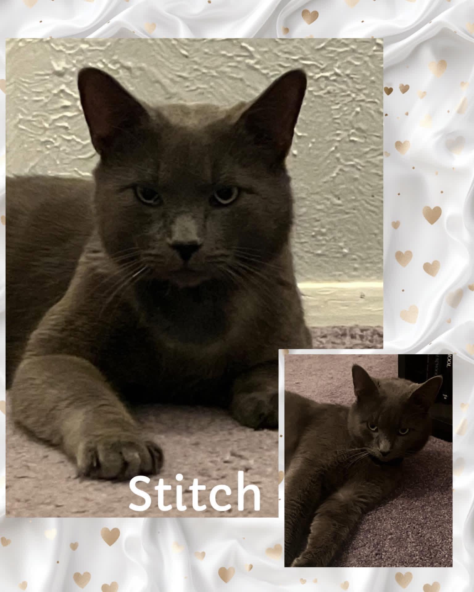 Stitch, ADOPTABLE, Adult Male Russian Blue & Domestic Short Hair.