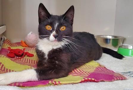 Raptor, a ADOPTABLE Domestic Short Hair in Hutchinson, MN image 2/3