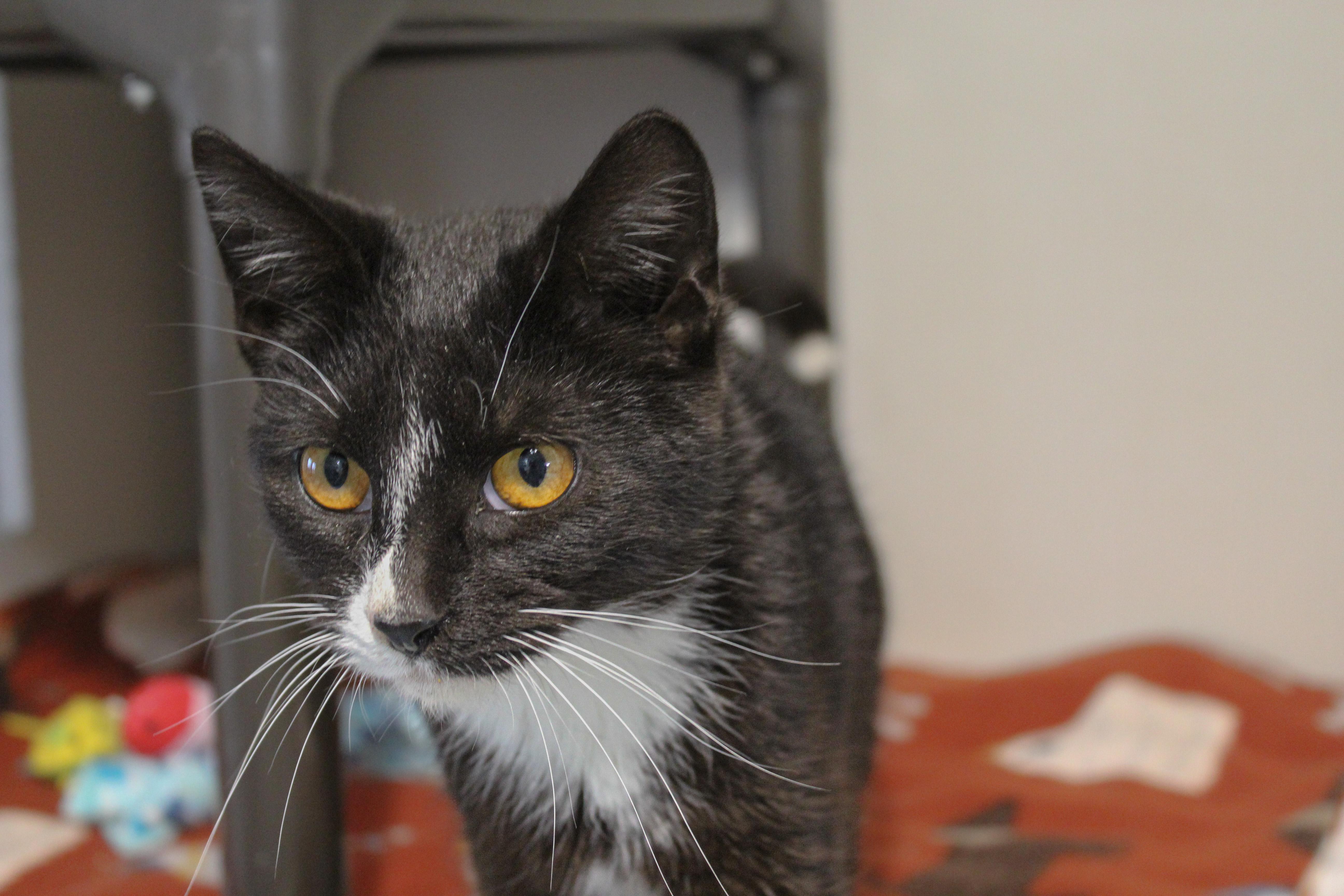 Raptor, a ADOPTABLE Domestic Short Hair in Hutchinson, MN image 1/3