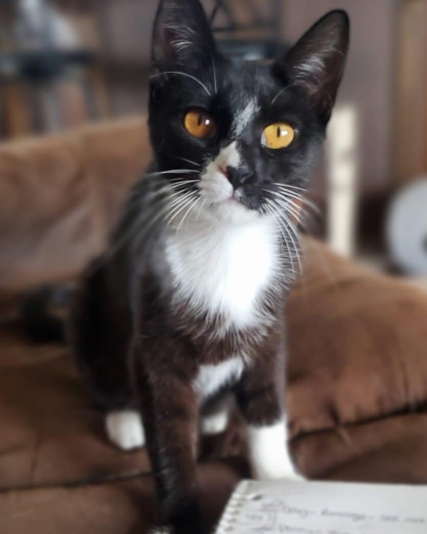 Raptor, adoptable, Young Male Domestic Short Hair.