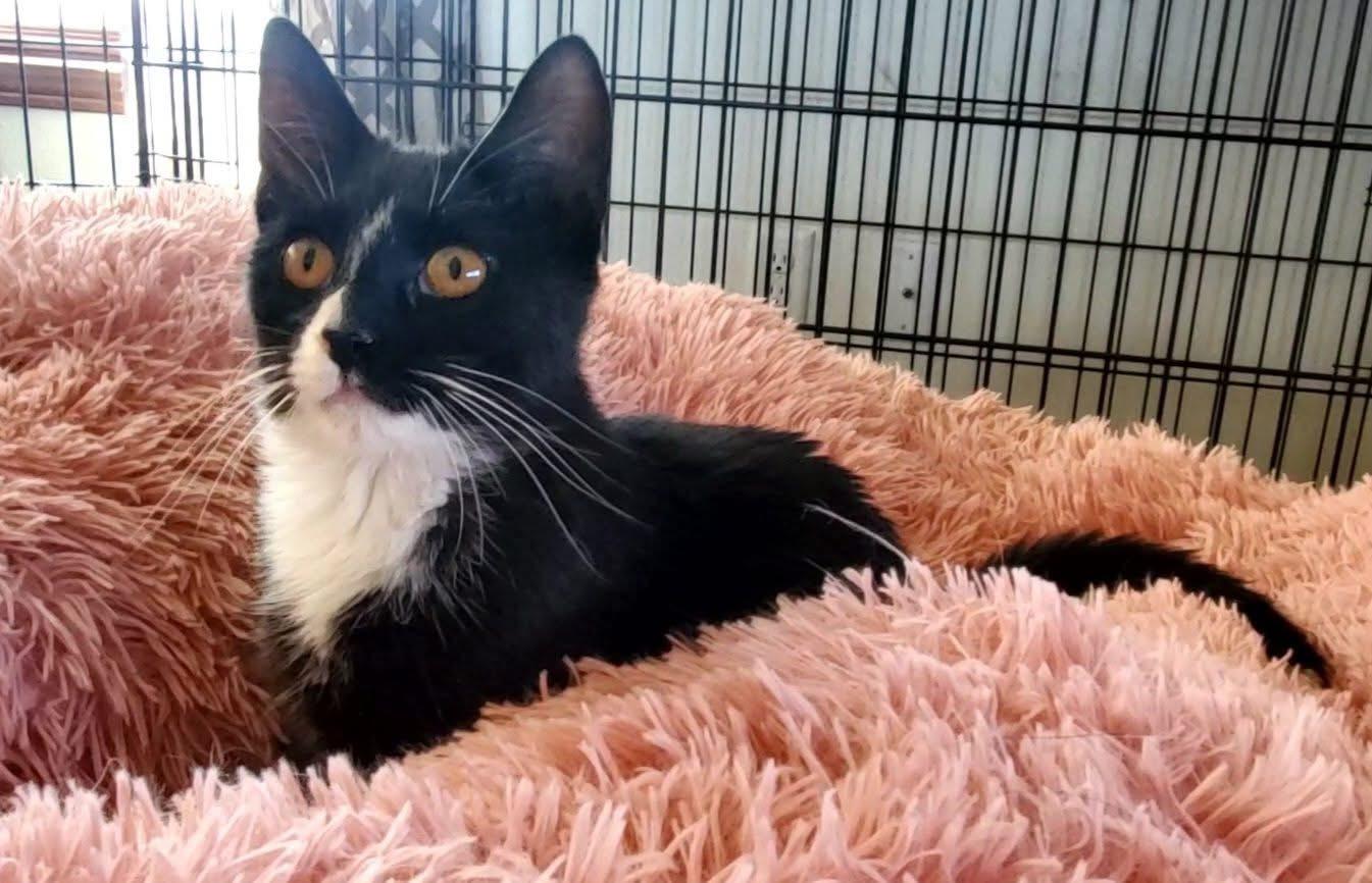 Raptor, an adoptable Domestic Short Hair in Hutchinson, MN image 2/6