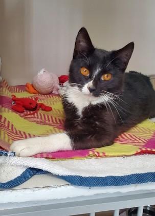 Raptor, a ADOPTABLE Domestic Short Hair in Hutchinson, MN image 3/3