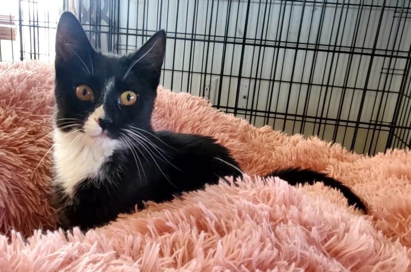 Raptor, an adoptable Domestic Short Hair in Hutchinson, MN image 6/6