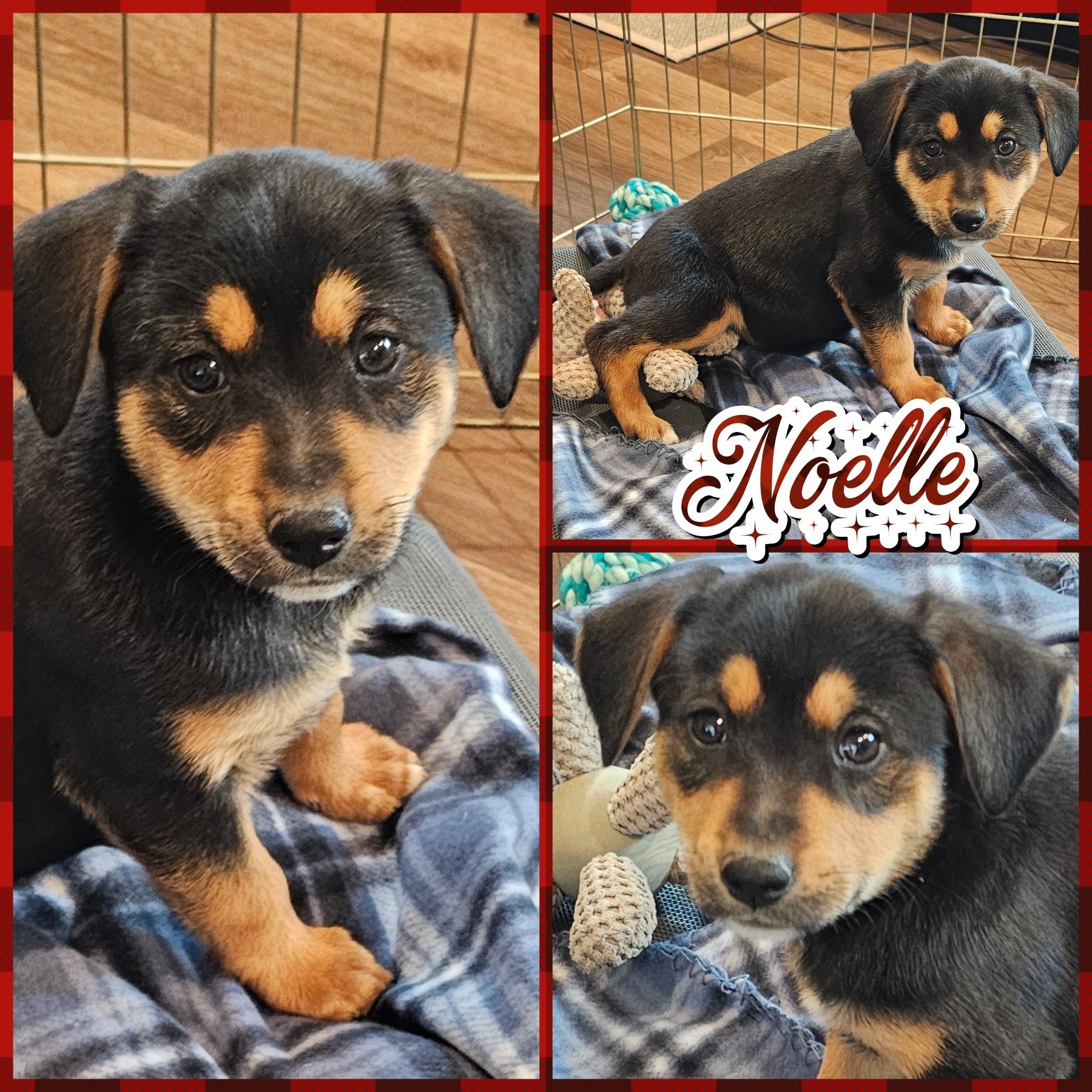 Noelle, Adoptable, Puppy Female German Shepherd Dog & Terrier.