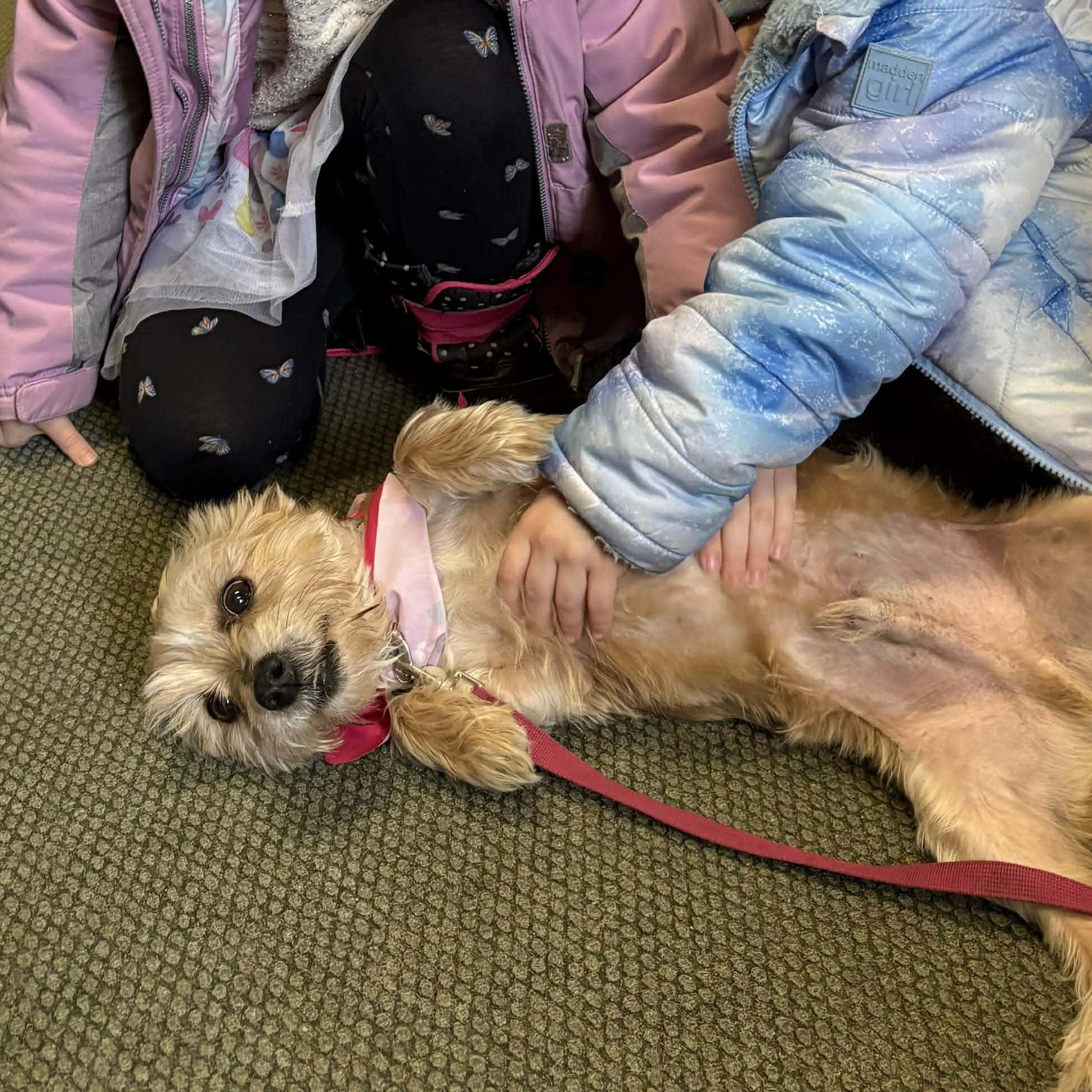 Bailey , an adoptable mixed breed in Rochester, NY image 4/6