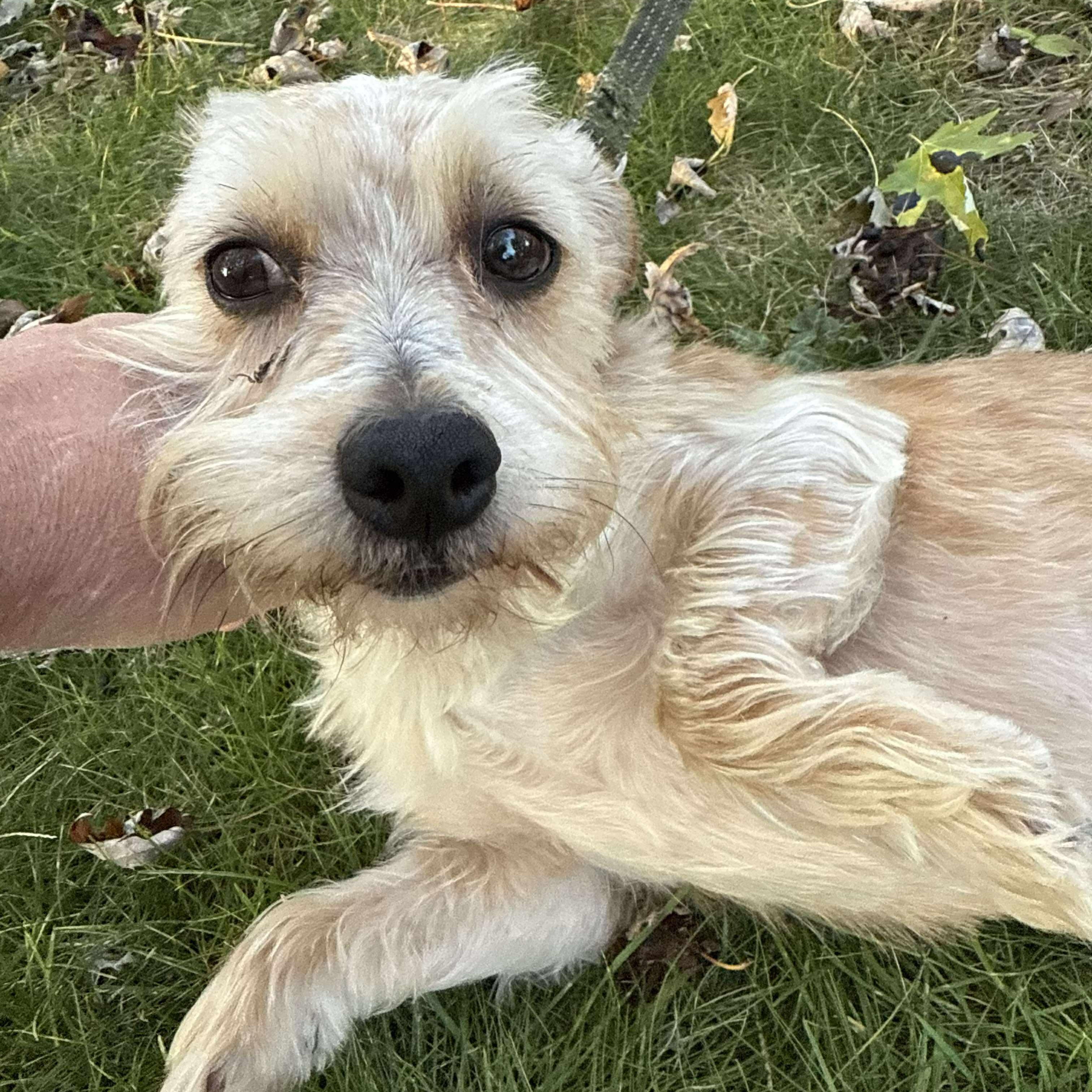 Bailey & Milo Bonded Pair