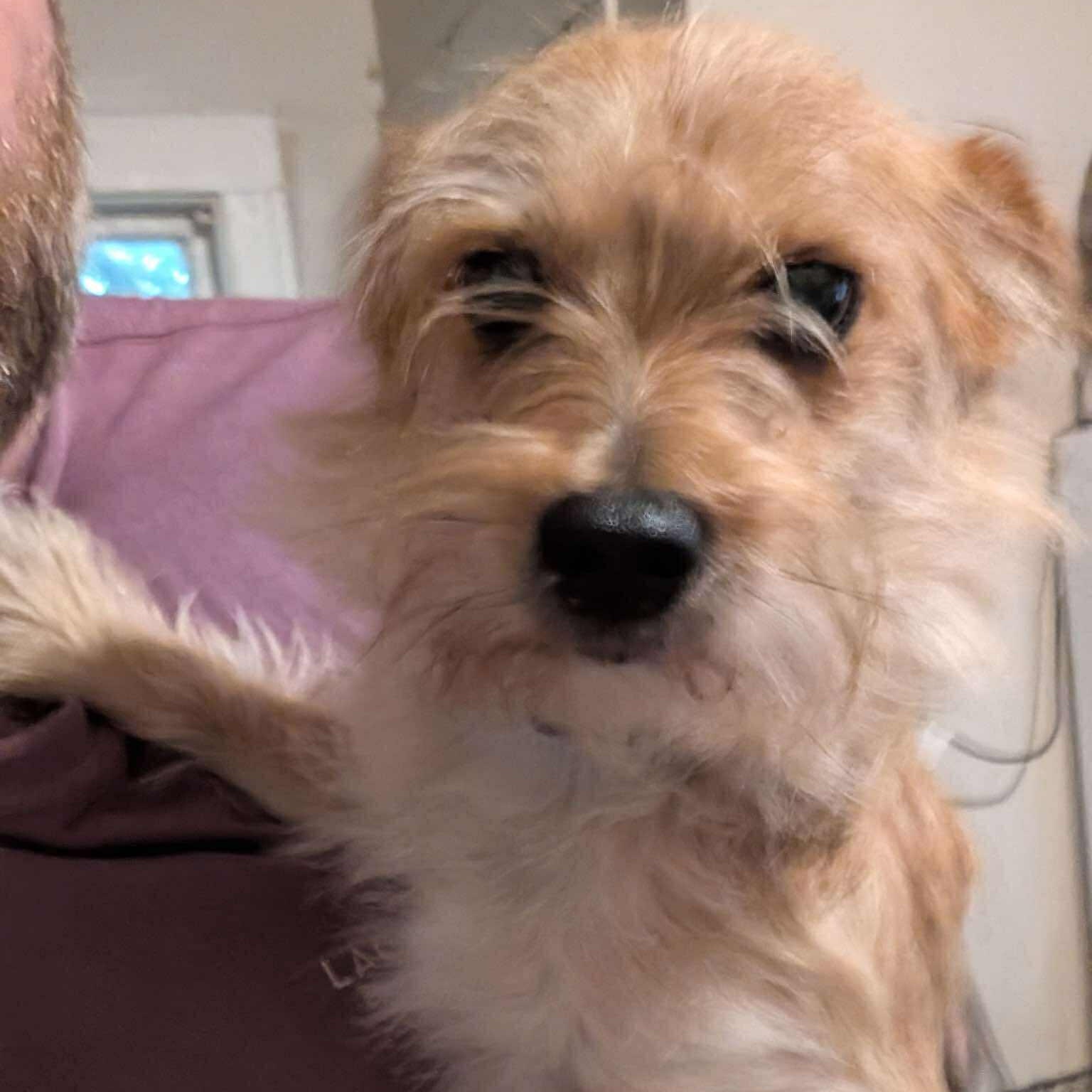 Bailey , adoptable, Adult Female Yorkshire Terrier & Chihuahua.