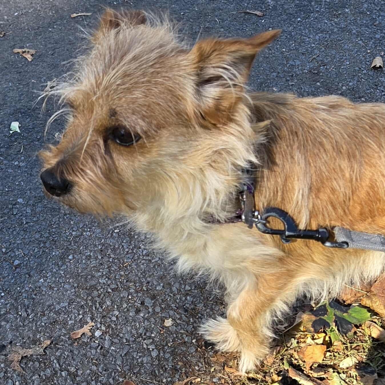 Bailey & Milo Bonded Pair