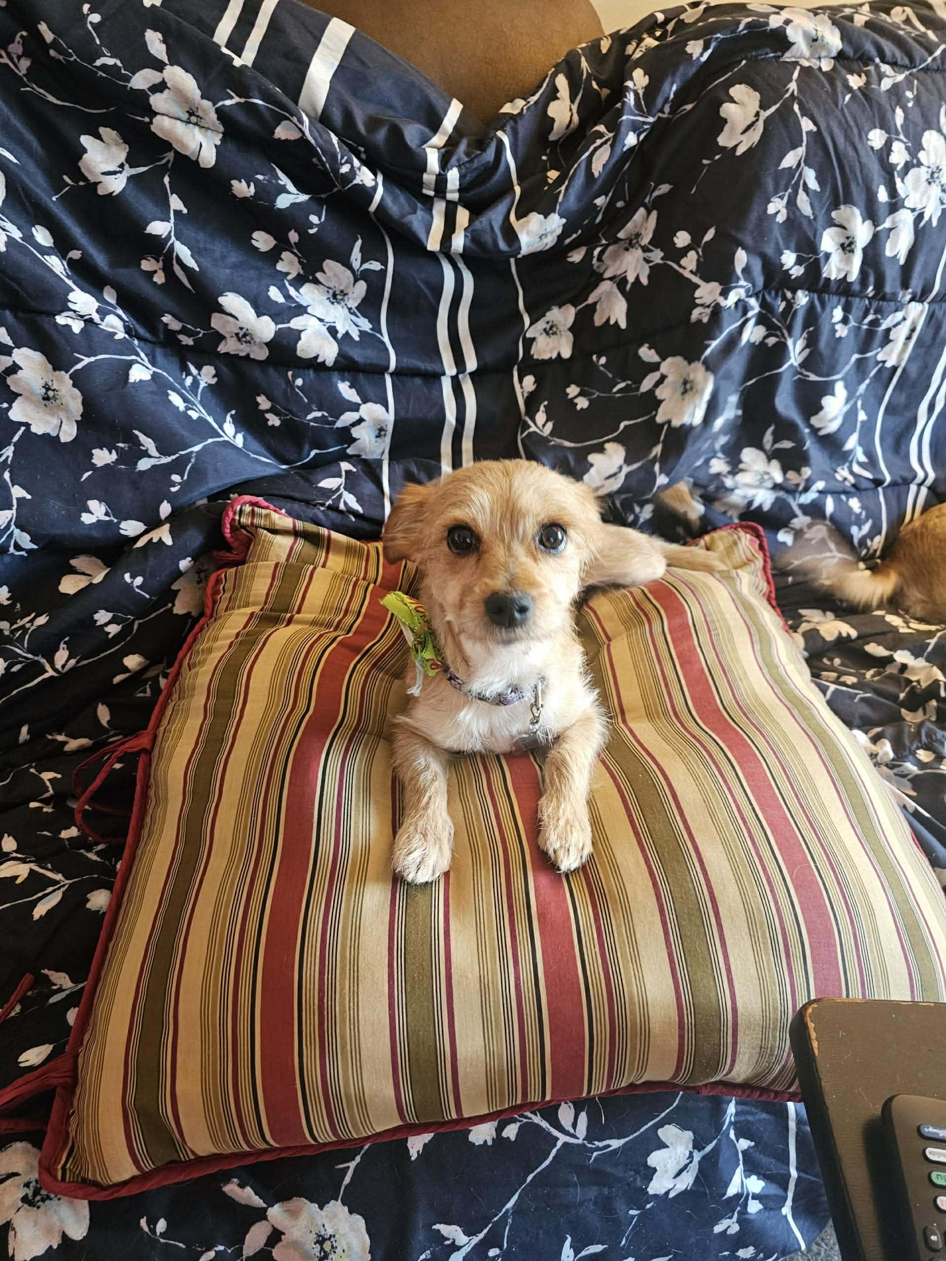 Bailey , an adoptable mixed breed in Rochester, NY image 3/6