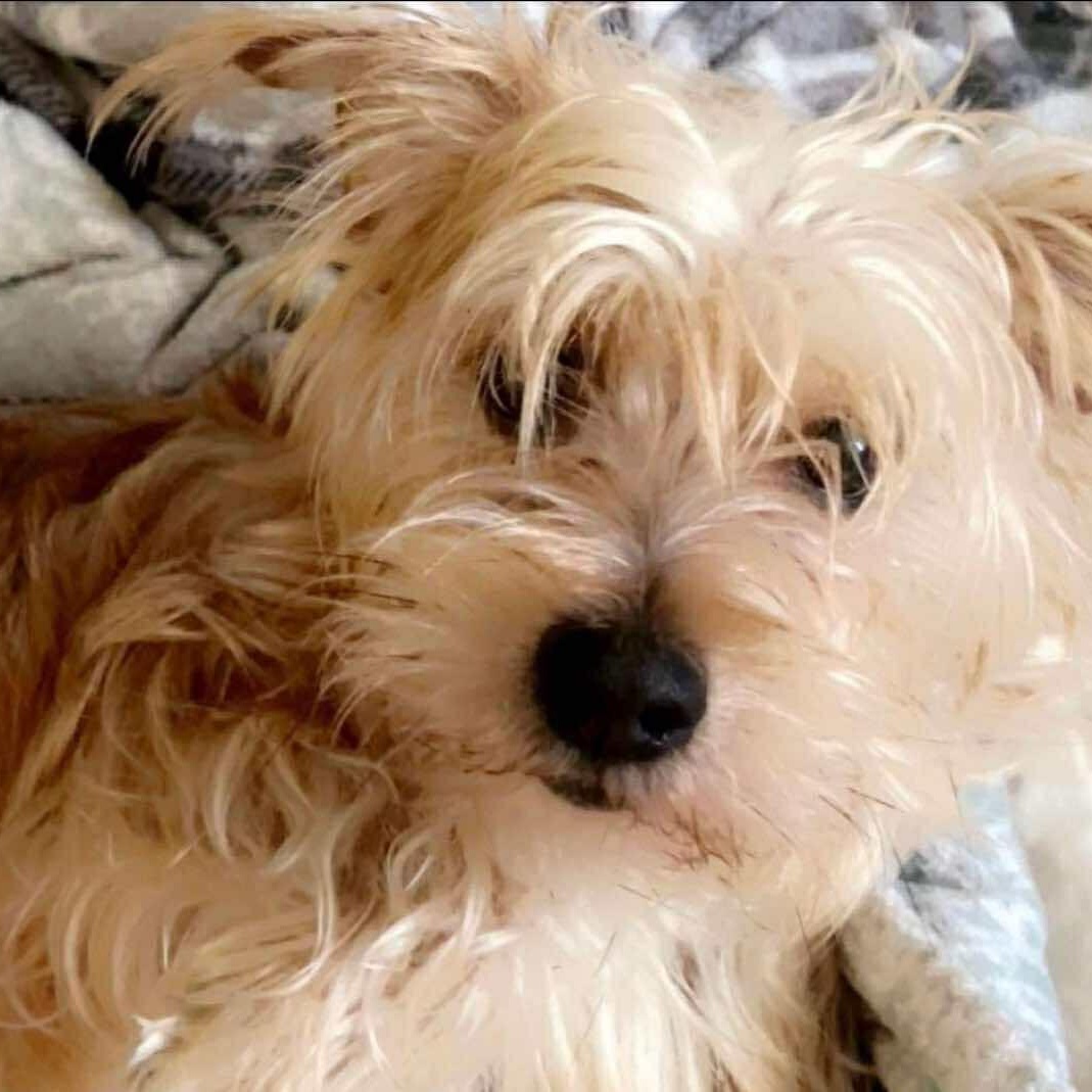 Bailey & Milo Bonded Pair