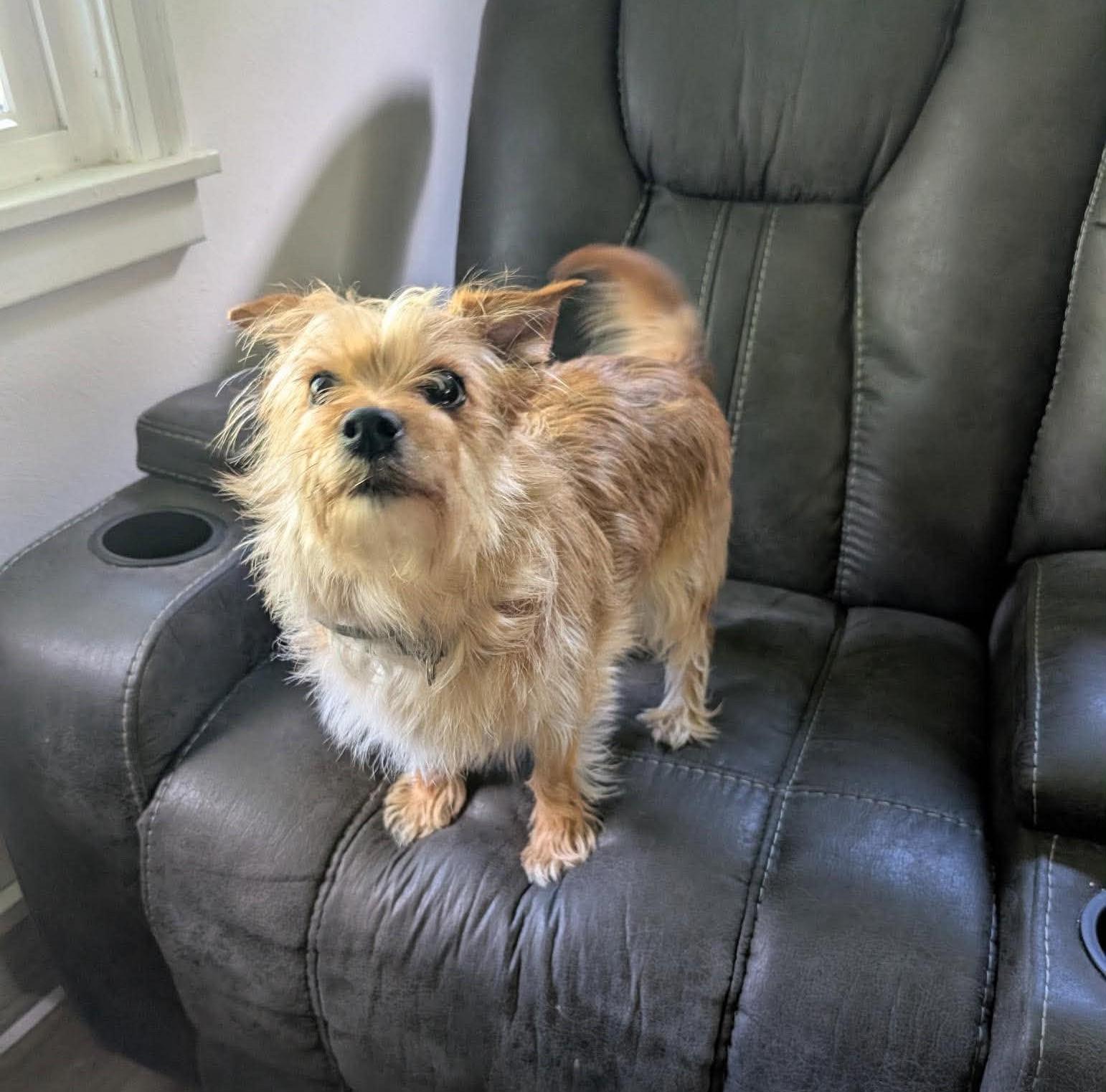Bailey , adoptable, Adult Female Yorkshire Terrier & Chihuahua.
