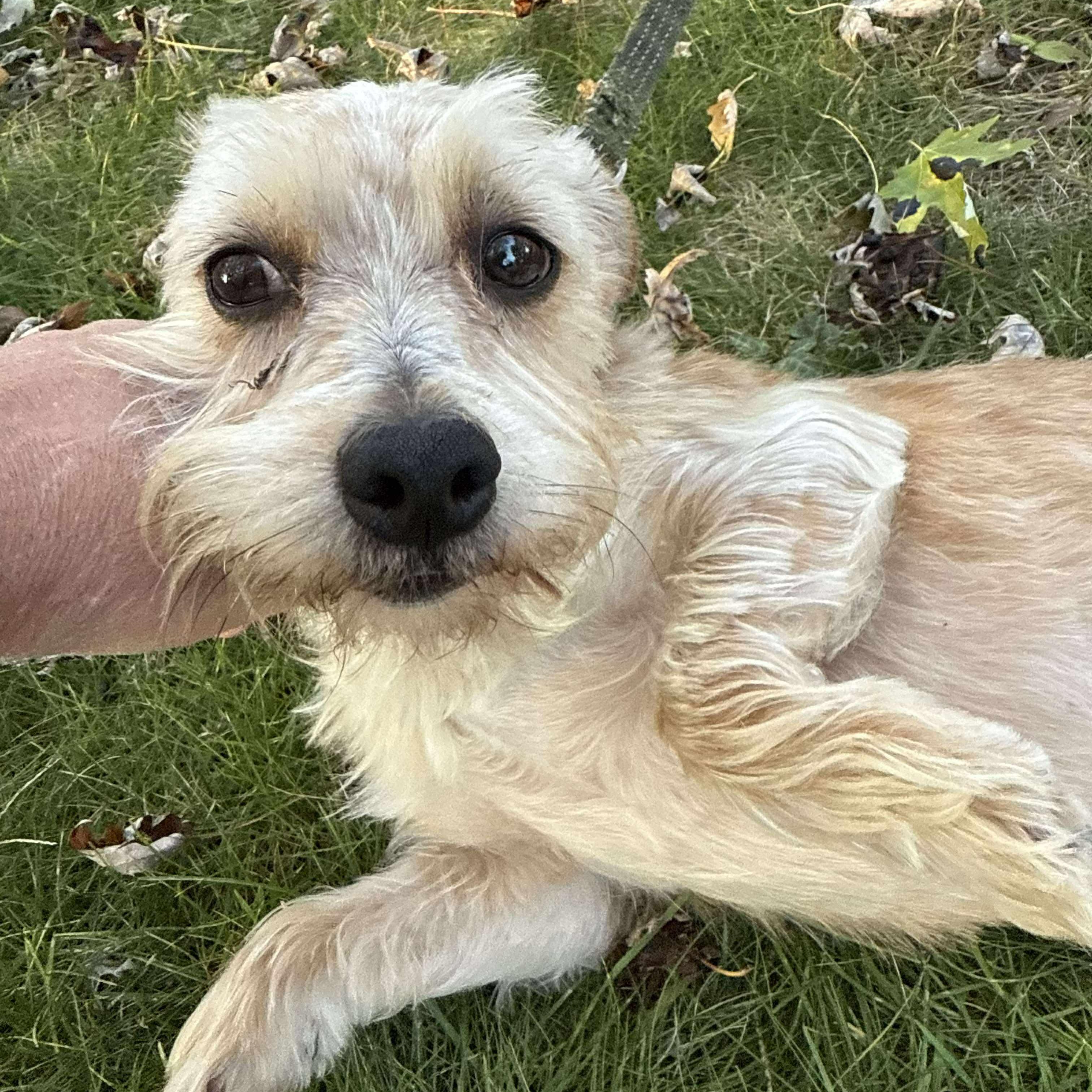Bailey , an adoptable mixed breed in Rochester, NY image 5/6