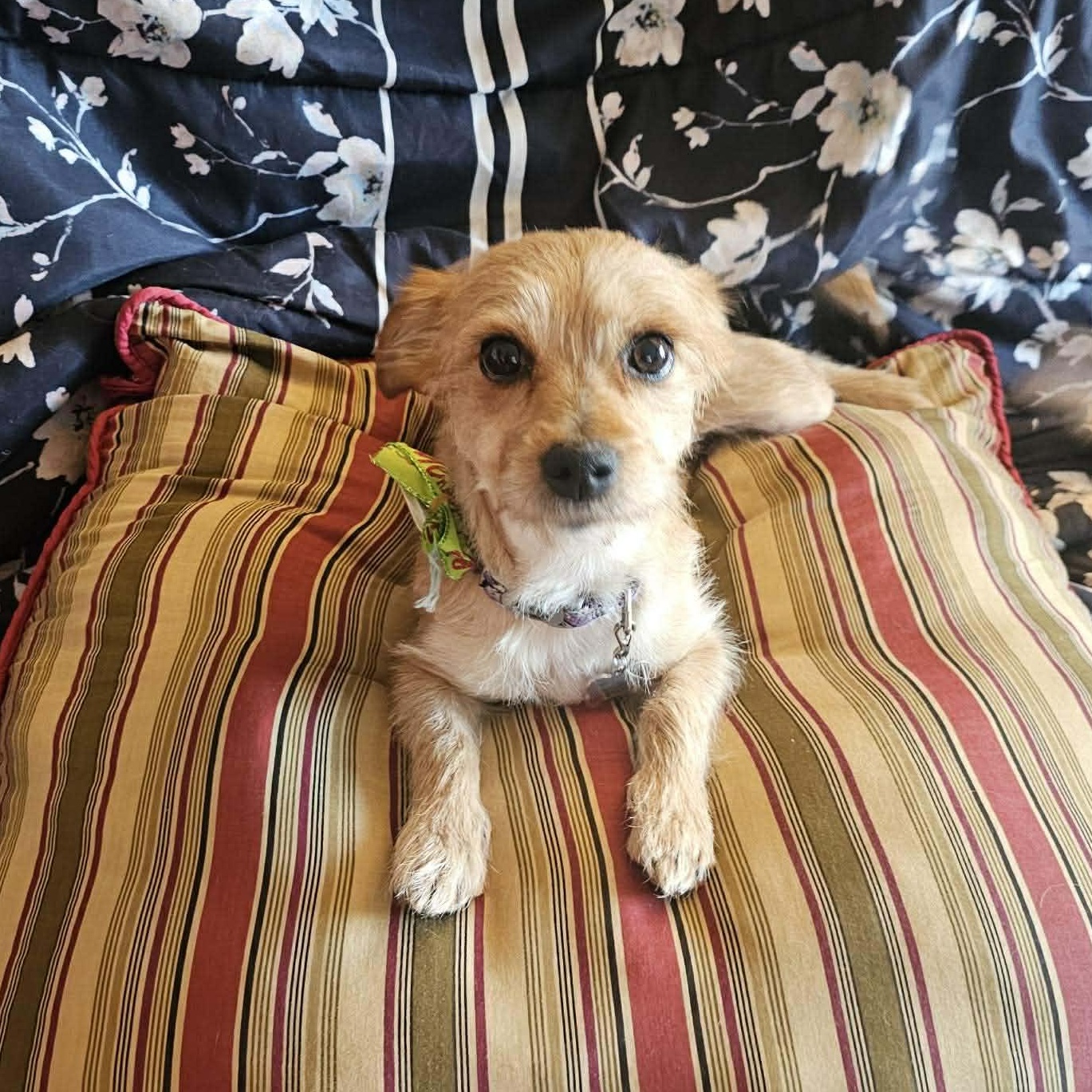 Bailey , an adoptable mixed breed in Rochester, NY image 2/6