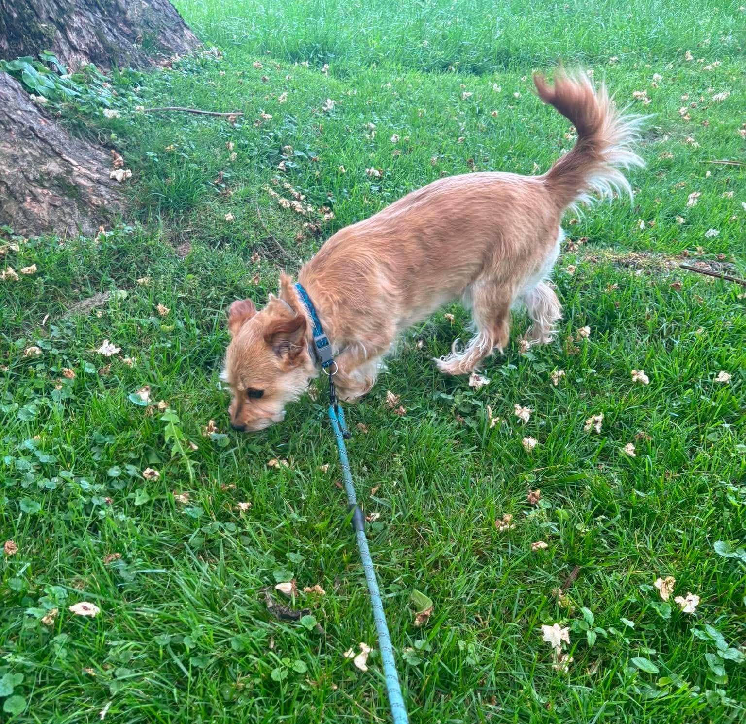 Bailey , an adoptable mixed breed in Rochester, NY image 4/6