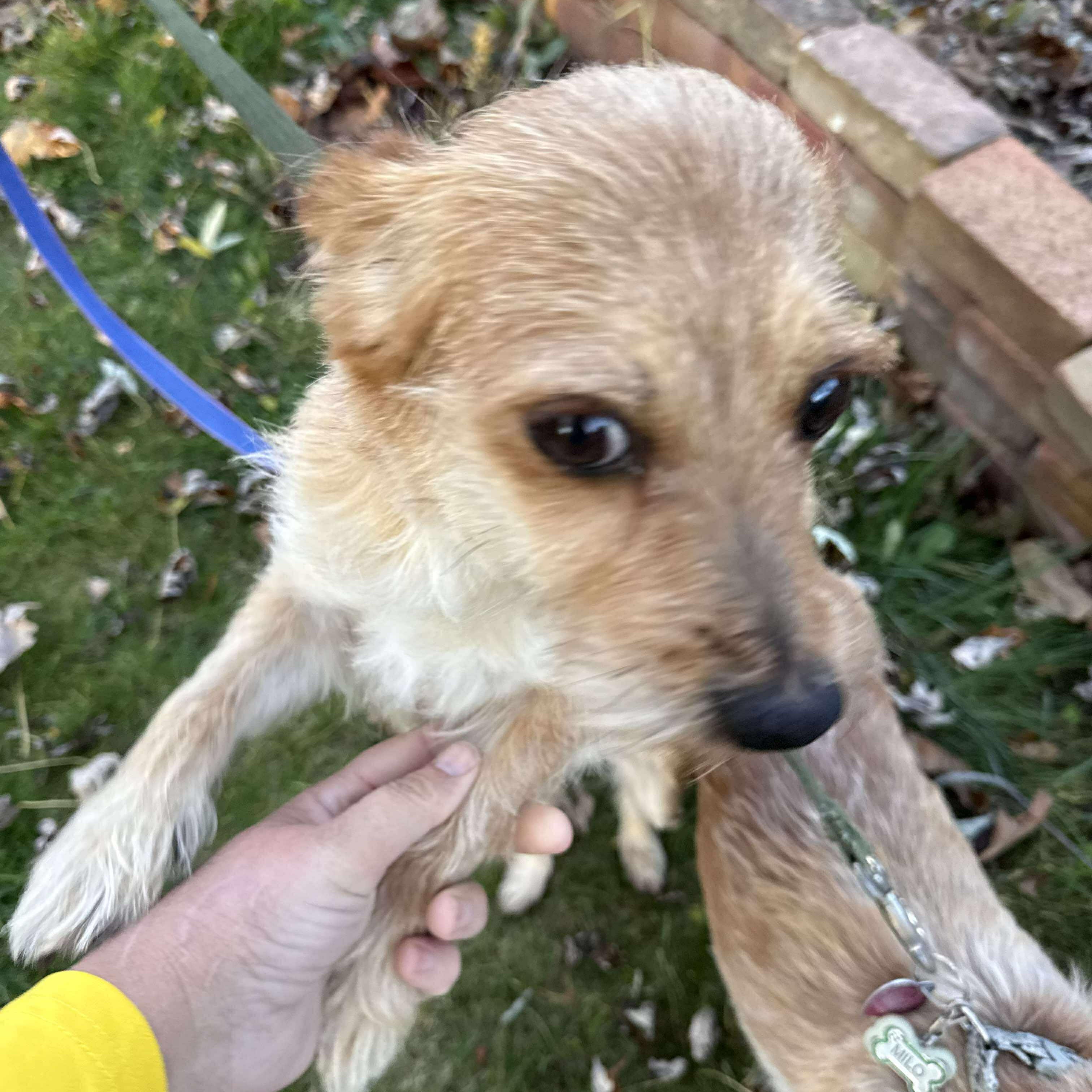 Bailey & Milo Bonded Pair