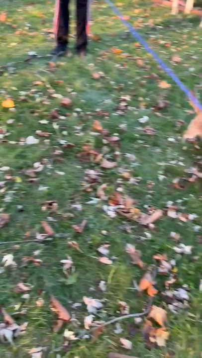 Enlarge Bailey , an adoptable mixed breed in Rochester, NY video 6/6