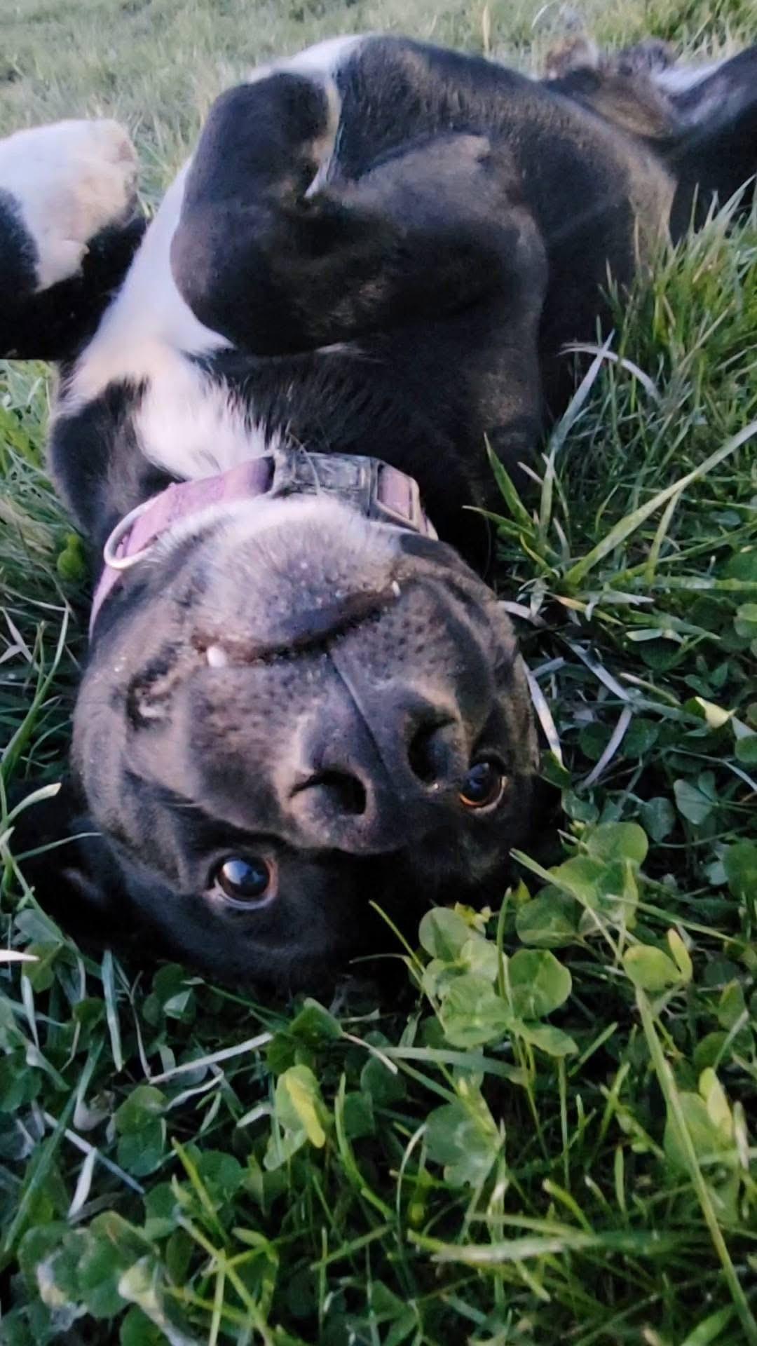 Razzmatazz , a Adoptable mixed breed in Ashland, KY image 2/3