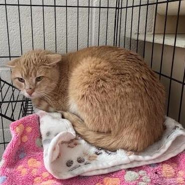 Enlarge Buffalo Wing, a Adoptable Domestic Short Hair in Rocky Mount, VA image 1/2