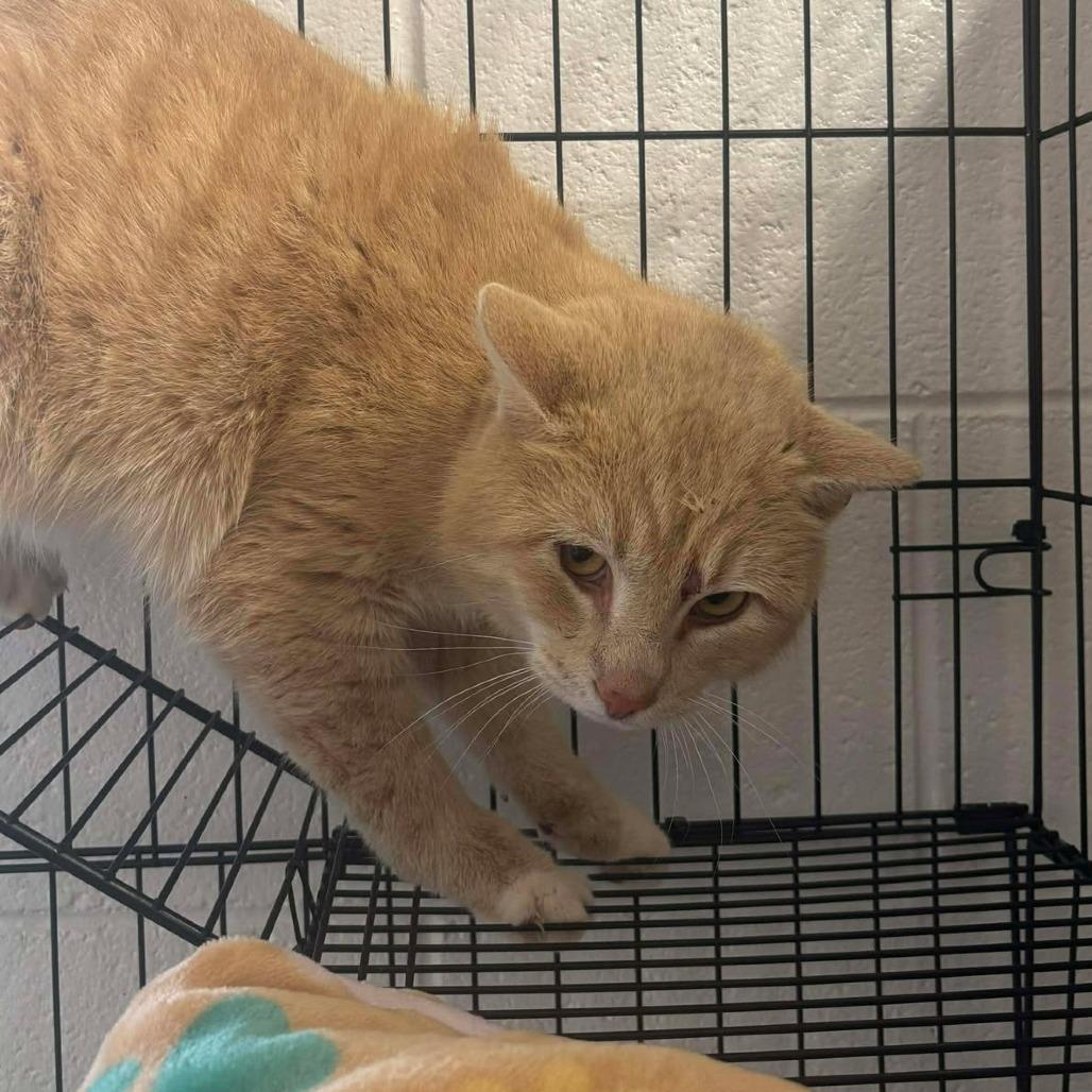 Enlarge Buffalo Wing, a Adoptable Domestic Short Hair in Rocky Mount, VA image 2/2