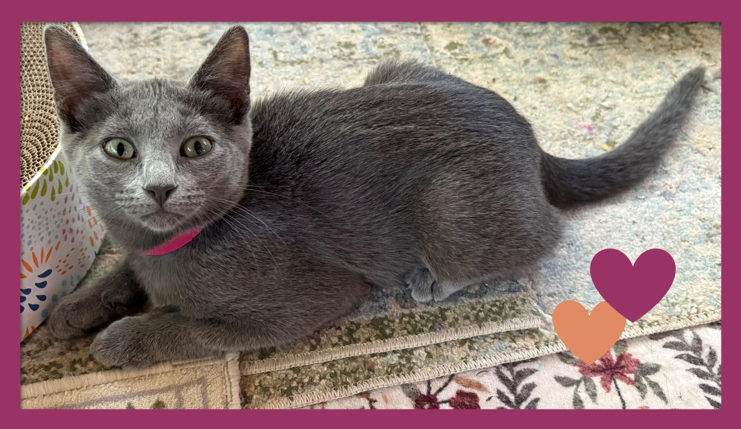 Pawlina, a Adoptable American Shorthair in Hot Springs, AR image 2/6
