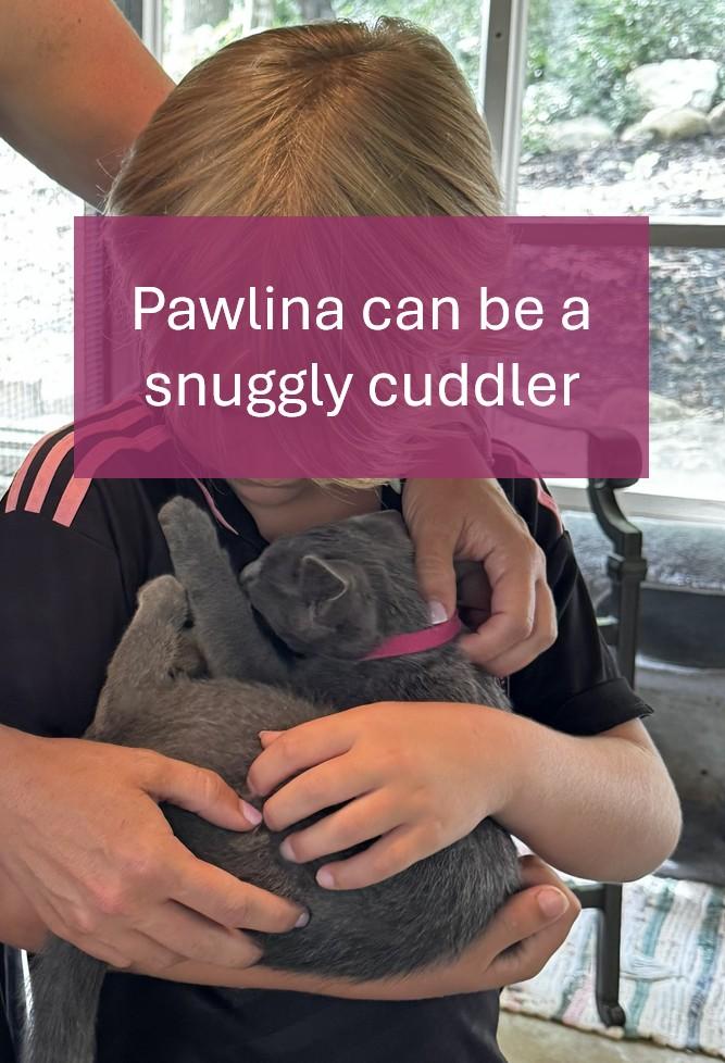 Pawlina, a Adoptable American Shorthair in Hot Springs, AR image 4/6