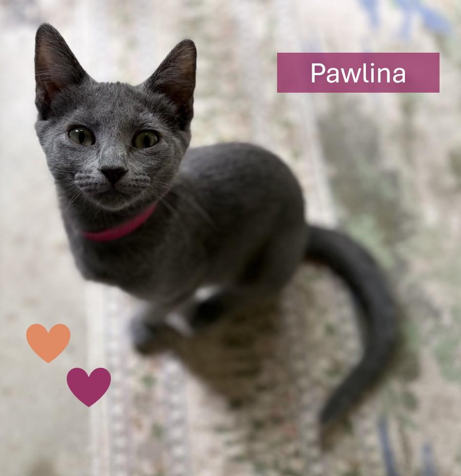 Pawlina, Adoptable, Kitten Female American Shorthair.