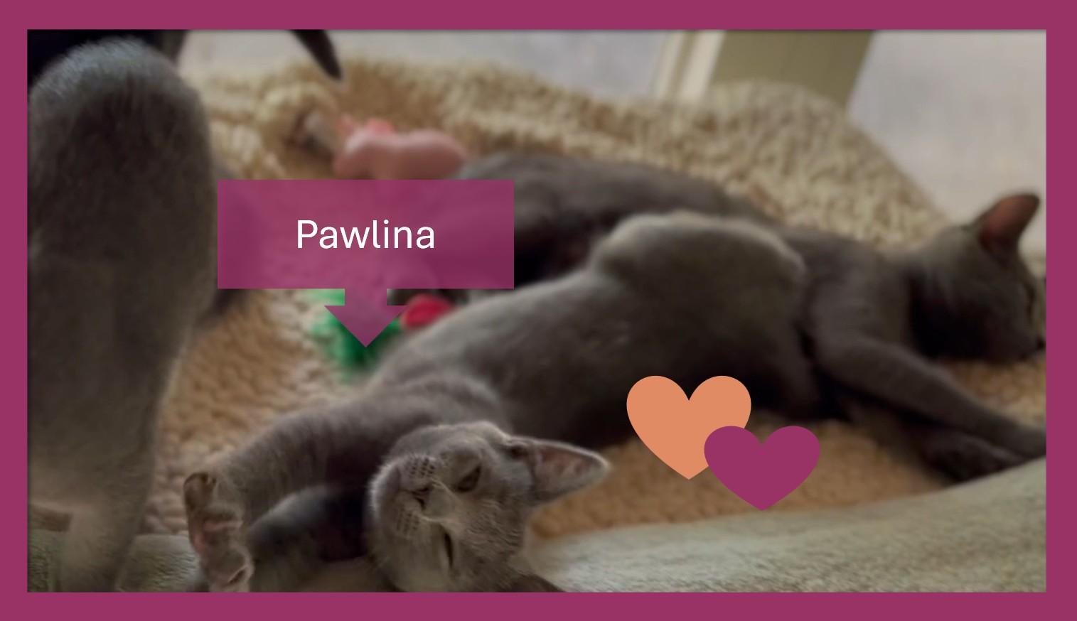 Pawlina, a Adoptable American Shorthair in Hot Springs, AR image 3/6
