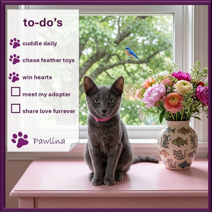 Pawlina, a Adoptable American Shorthair in Hot Springs, AR image 5/6