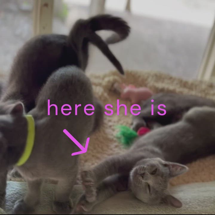 Enlarge Pawlina, a Adoptable American Shorthair in Hot Springs, AR video 6/6