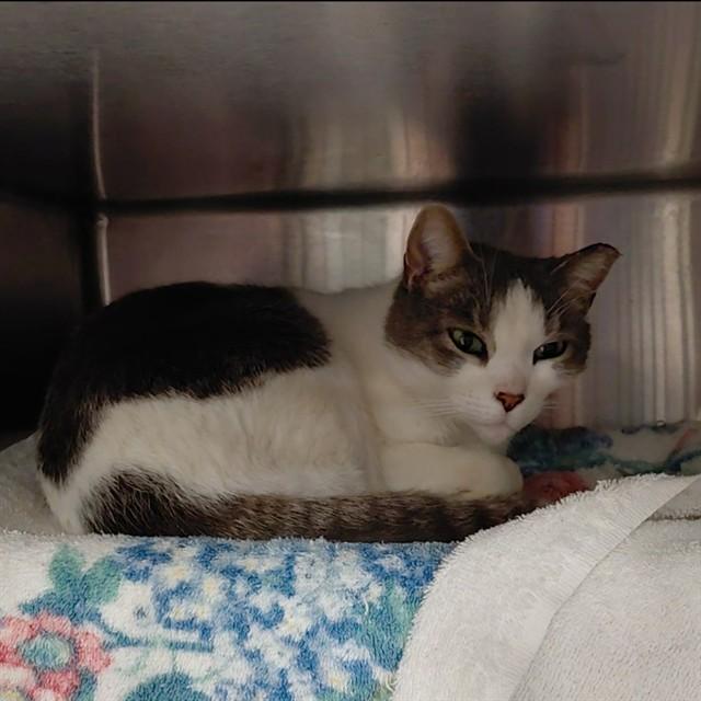 CLARK, Adoptable, Adult Male Domestic Short Hair.