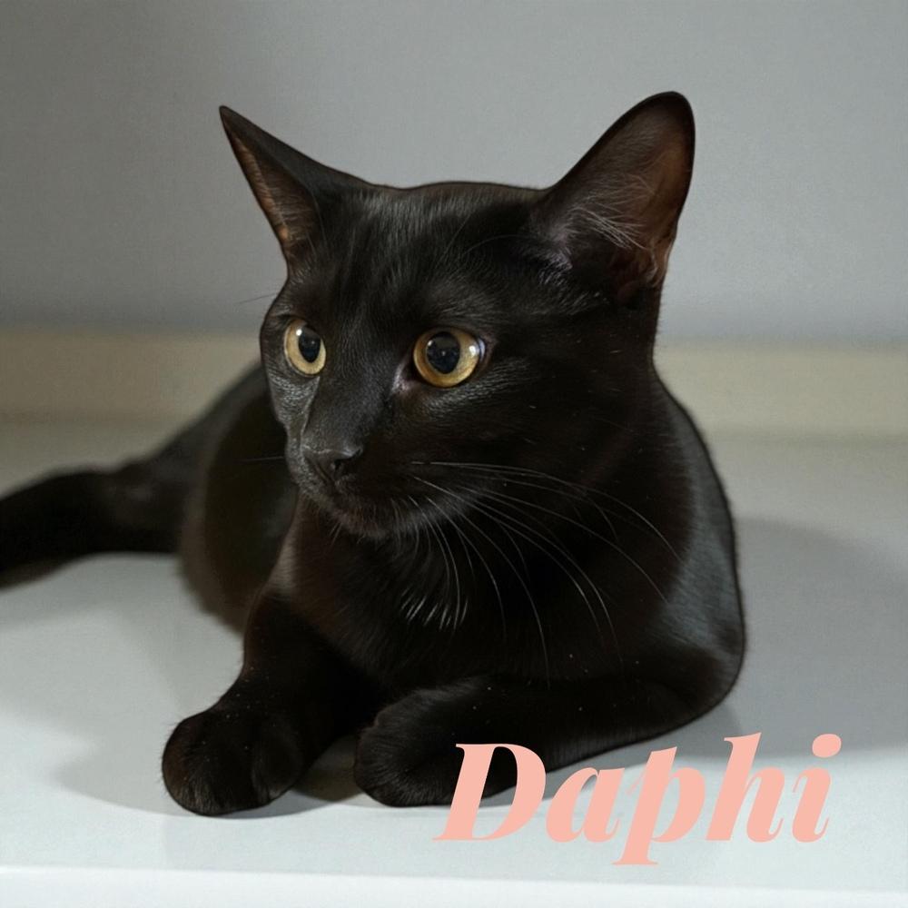 Daphi (Daffy), Adoptable, Kitten Female Domestic Short Hair.