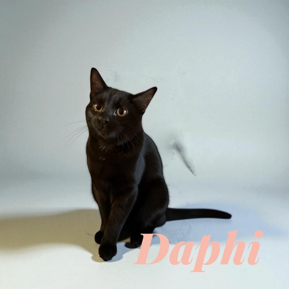 Enlarge Daphi (Daffy), a Adoptable mixed breed in Bellevue, NE image 2/3
