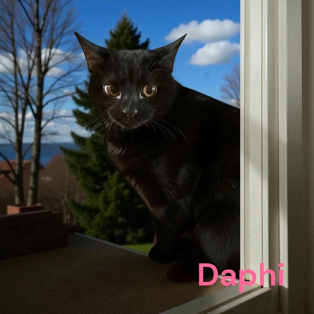 Enlarge Daphi (Daffy), a Adoptable mixed breed in Bellevue, NE image 3/3