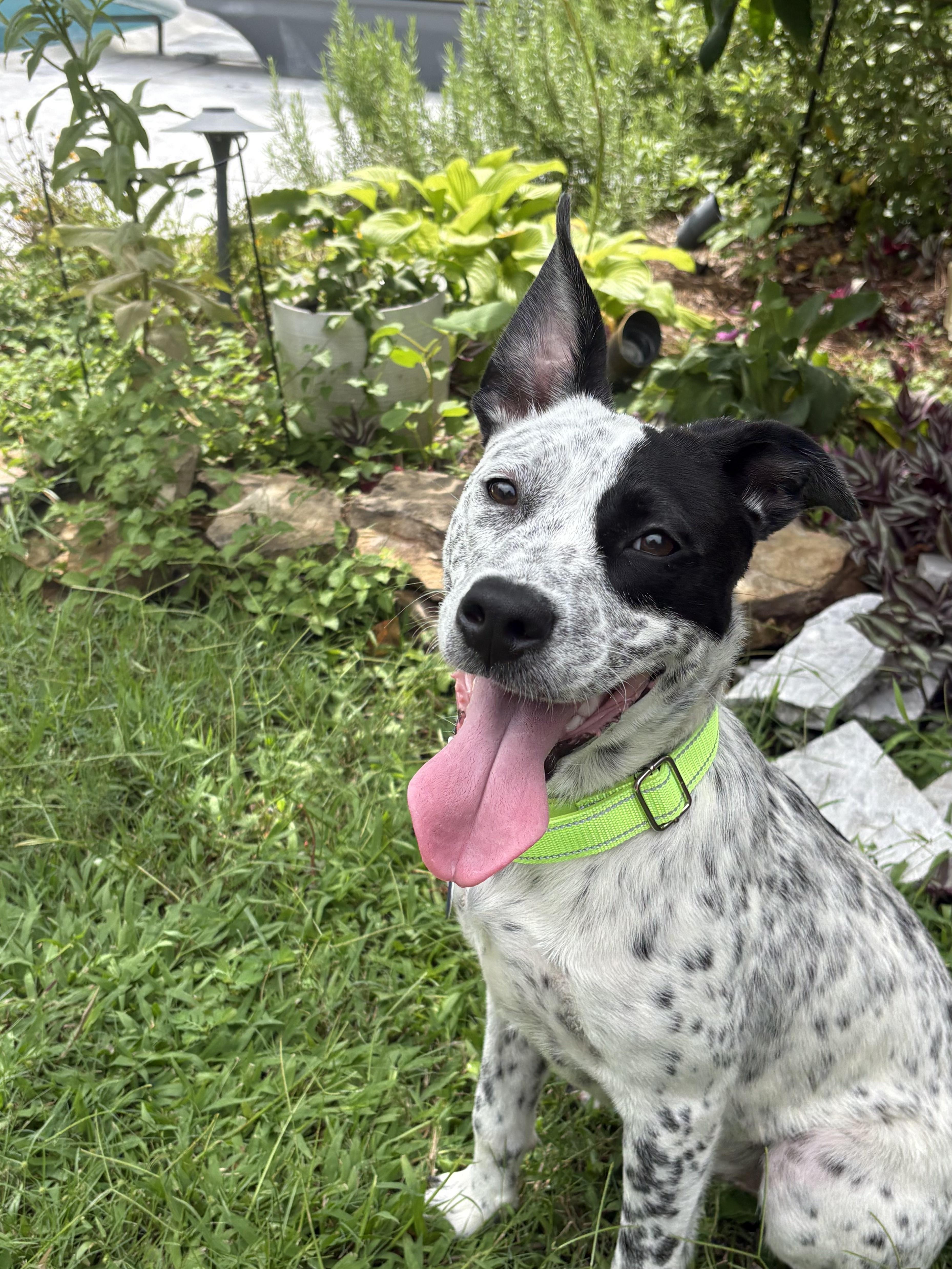 MIJO IN FOSTER, ADOPTABLE, Young Male Labrador Retriever.