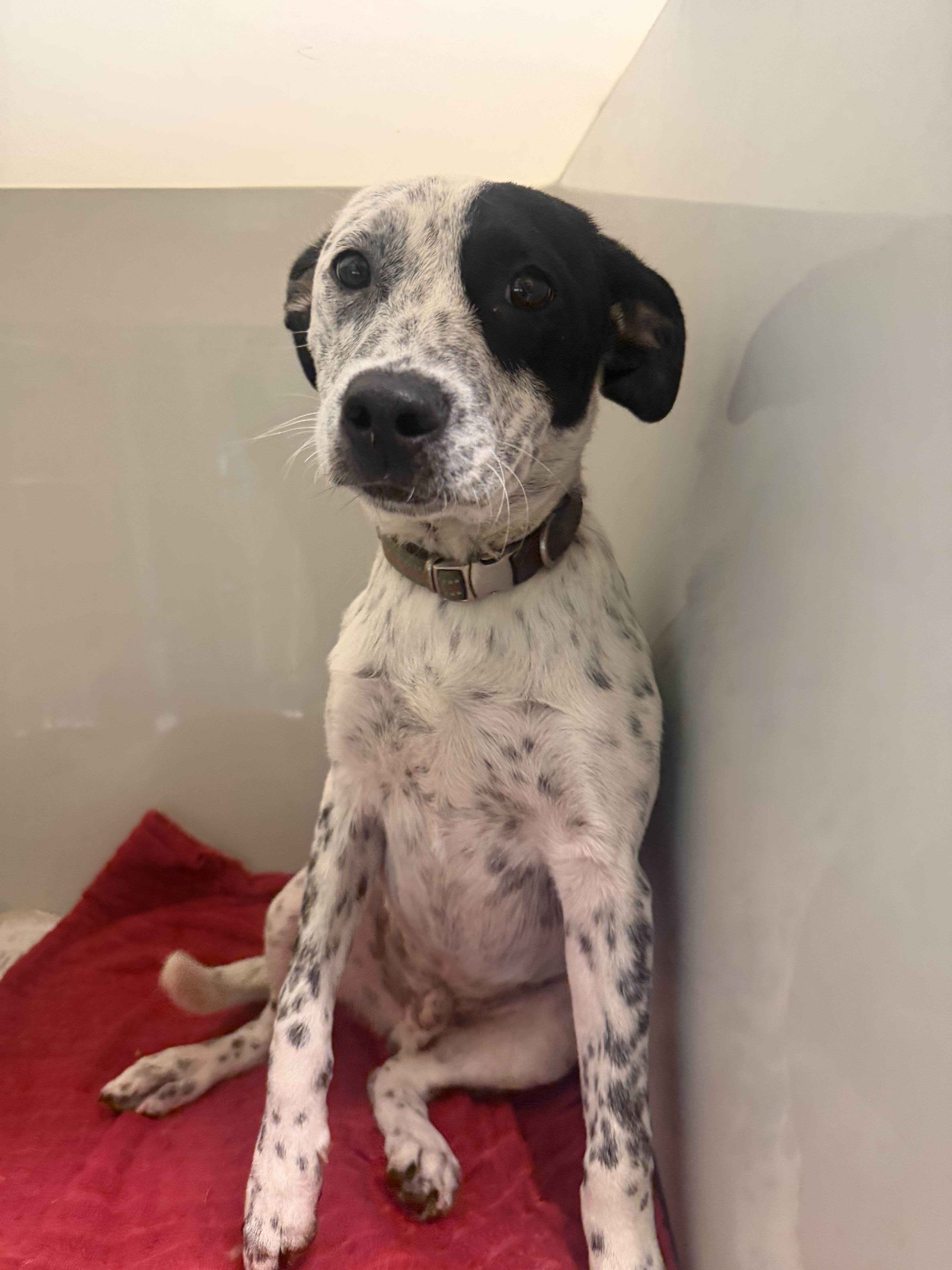 MIJO IN FOSTER, a ADOPTABLE mixed breed in Jefferson, LA image 3/6