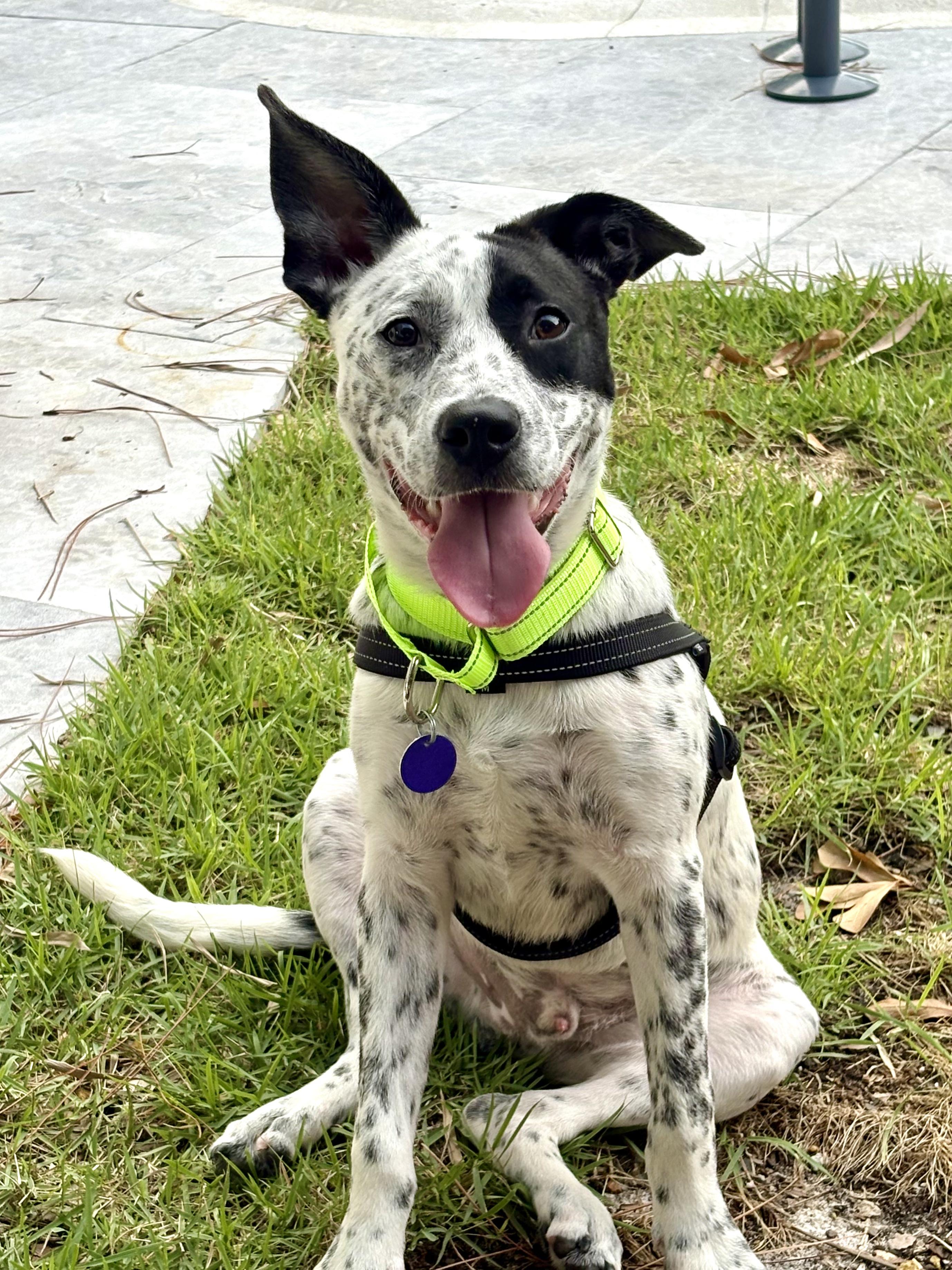 MIJO IN FOSTER, a ADOPTABLE mixed breed in Jefferson, LA image 2/6
