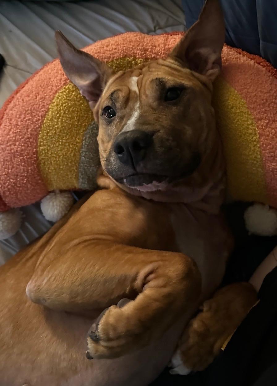 Enlarge Ellie, a Adoptable mixed breed in Olympia, WA image 1/6