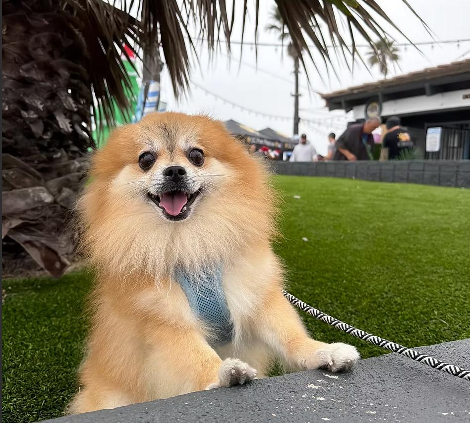 Garnet, ADOPTABLE, Adult Male Pomeranian.