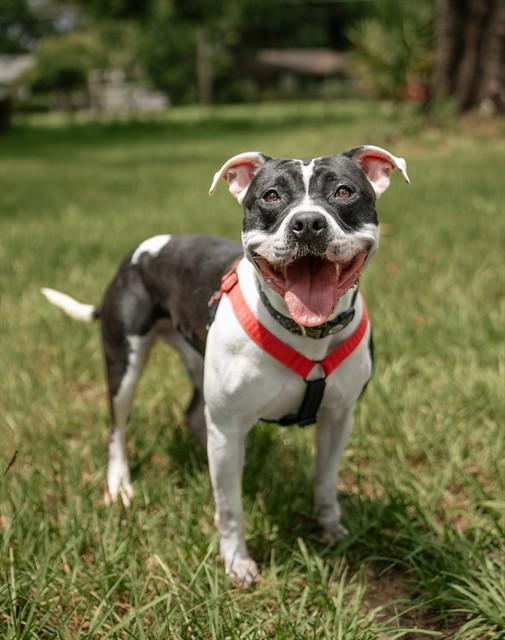 MARCOS, Adoptable, Adult Male Mixed Breed.