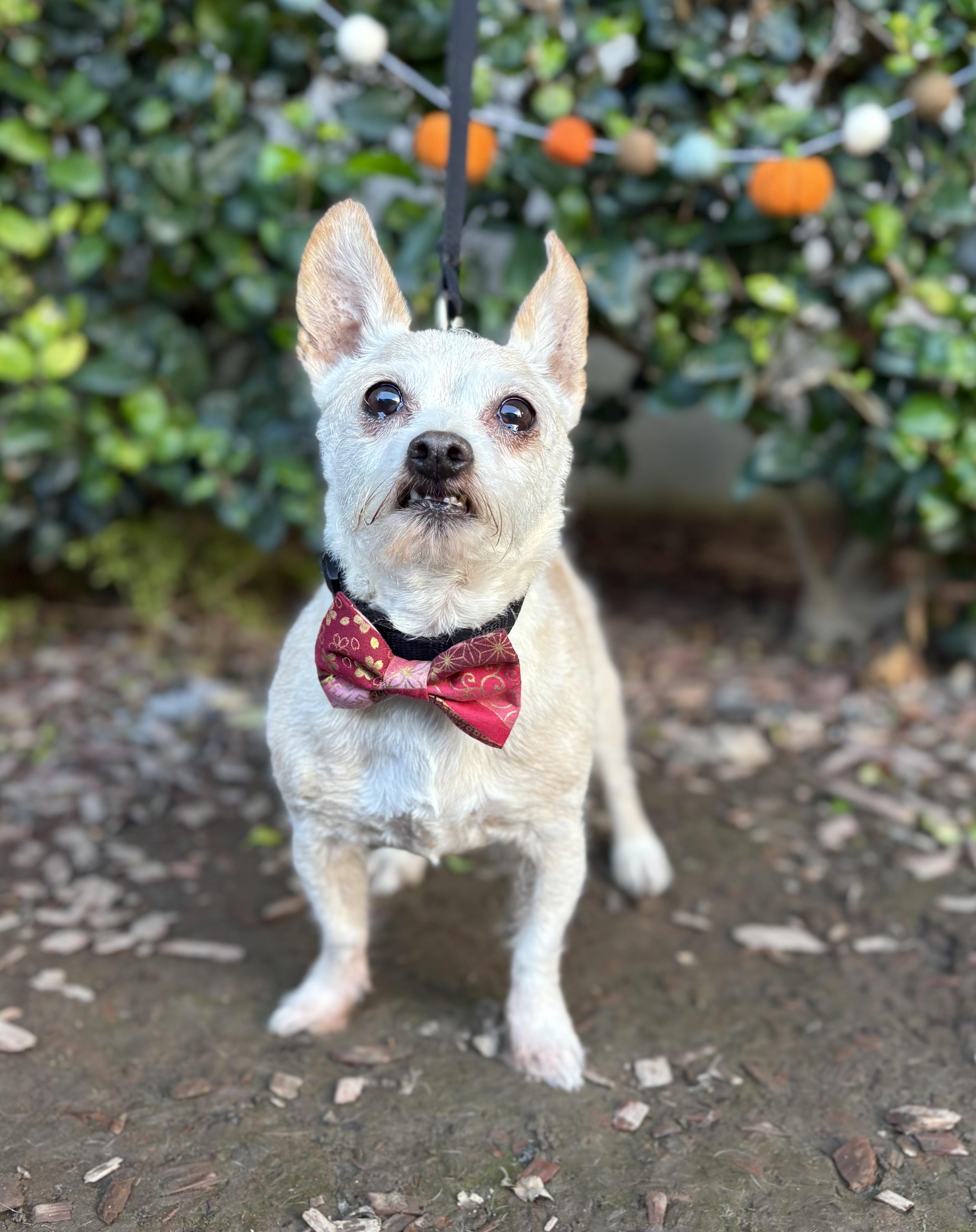 Elfie, a Adoptable mixed breed in South El Monte, CA image 4/6