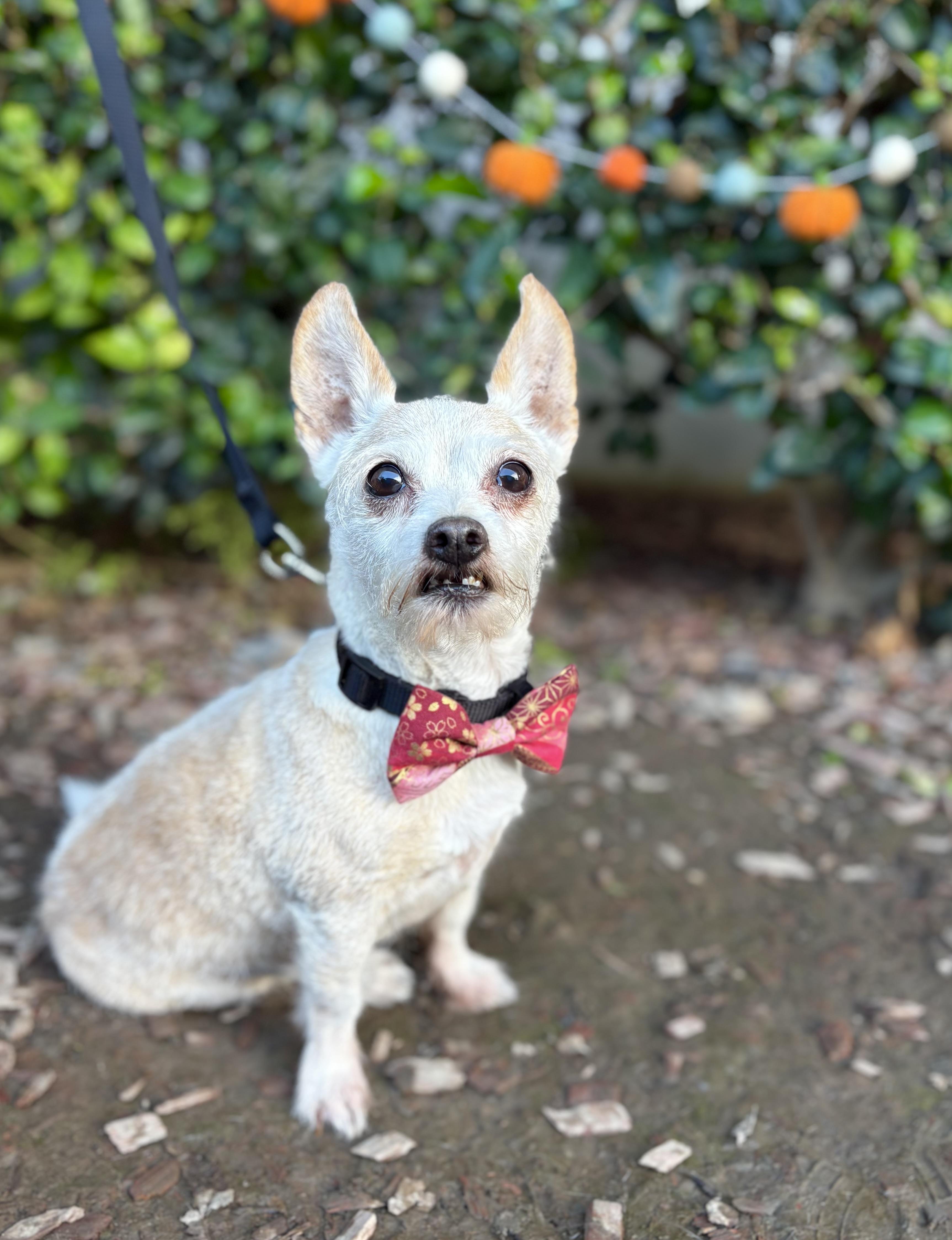 Elfie, a Adoptable mixed breed in South El Monte, CA image 2/6