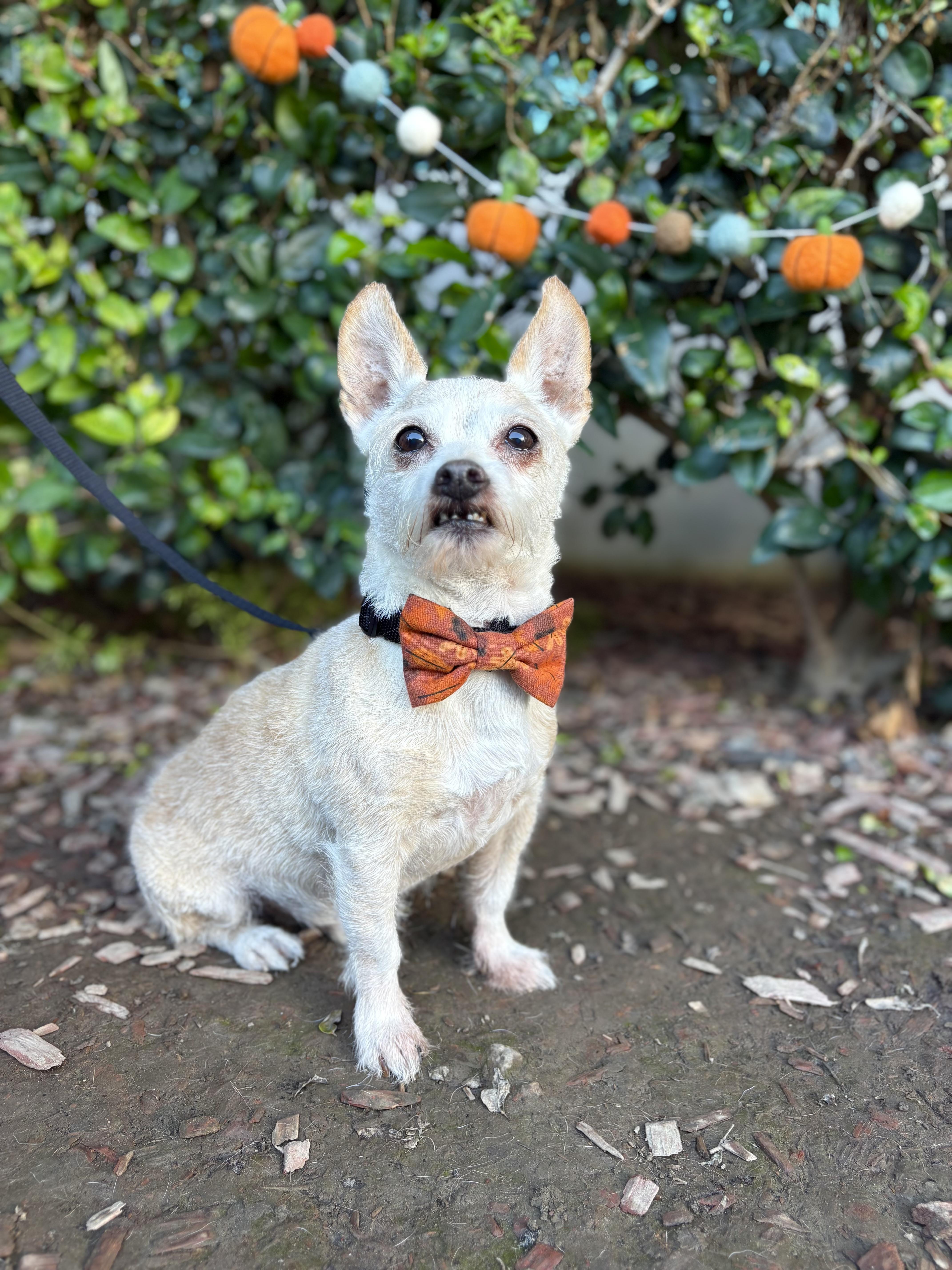 Elfie, a Adoptable mixed breed in South El Monte, CA image 5/6