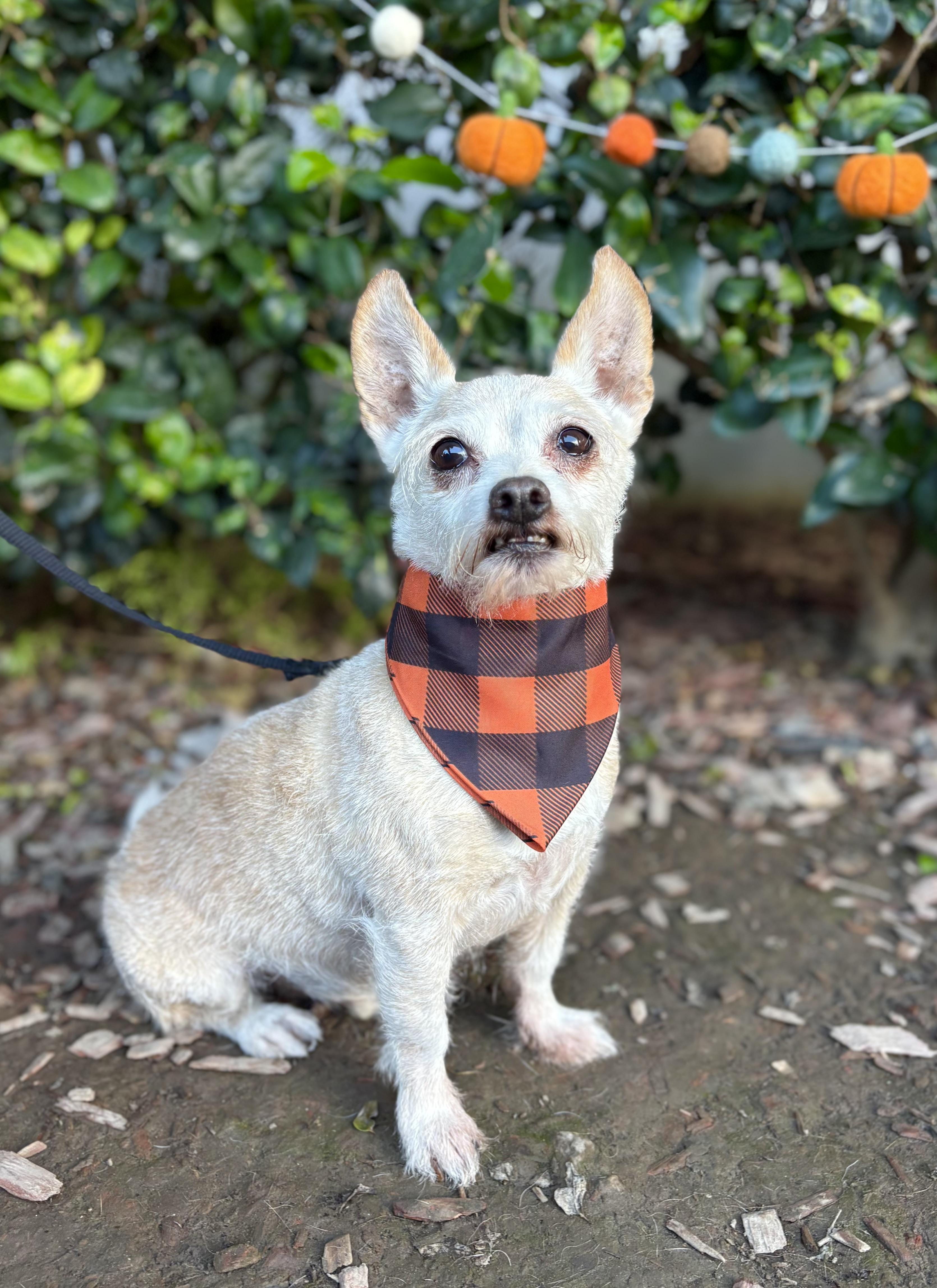 Elfie, a Adoptable mixed breed in South El Monte, CA image 3/6