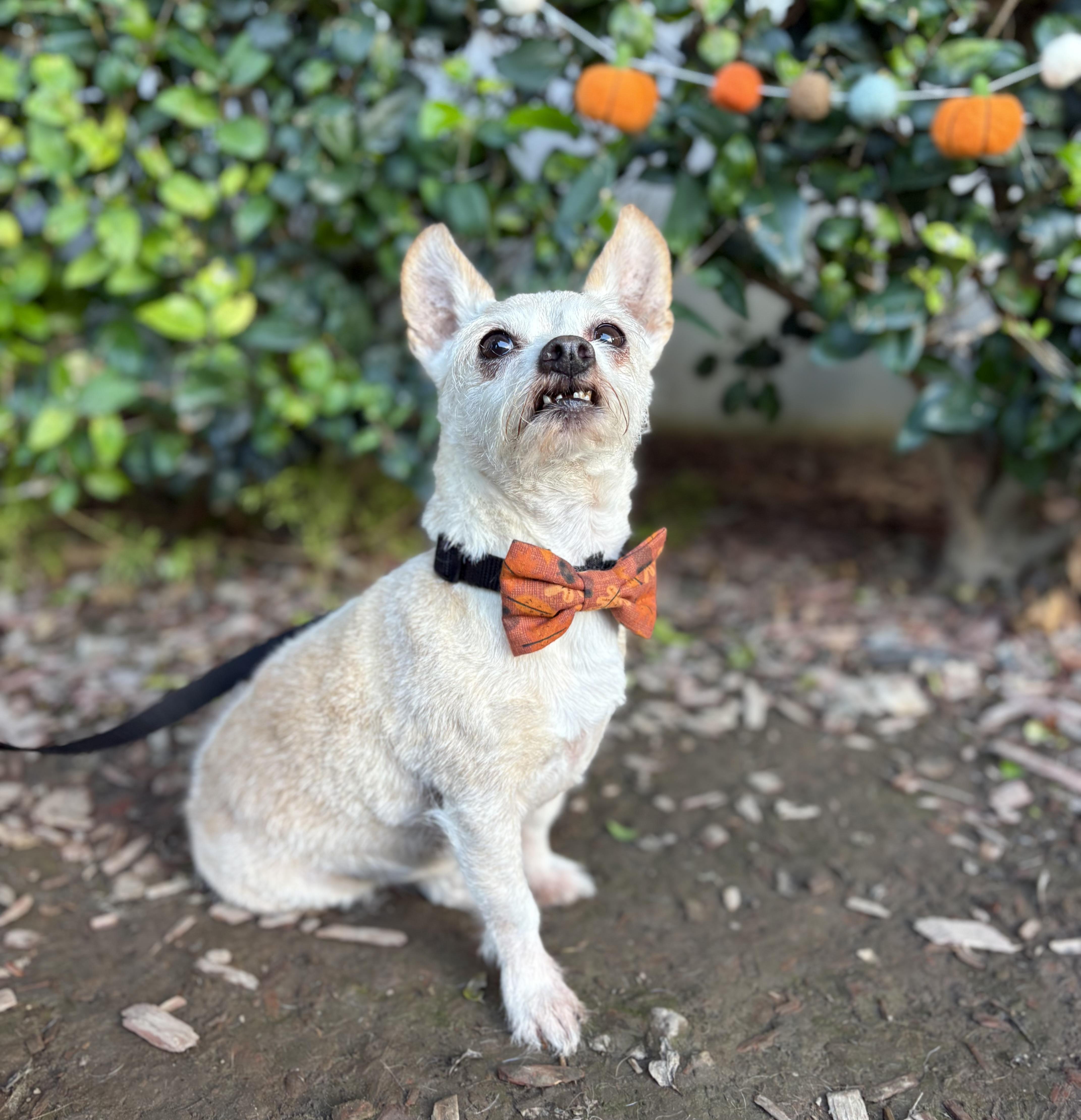 Elfie, a Adoptable mixed breed in South El Monte, CA image 6/6