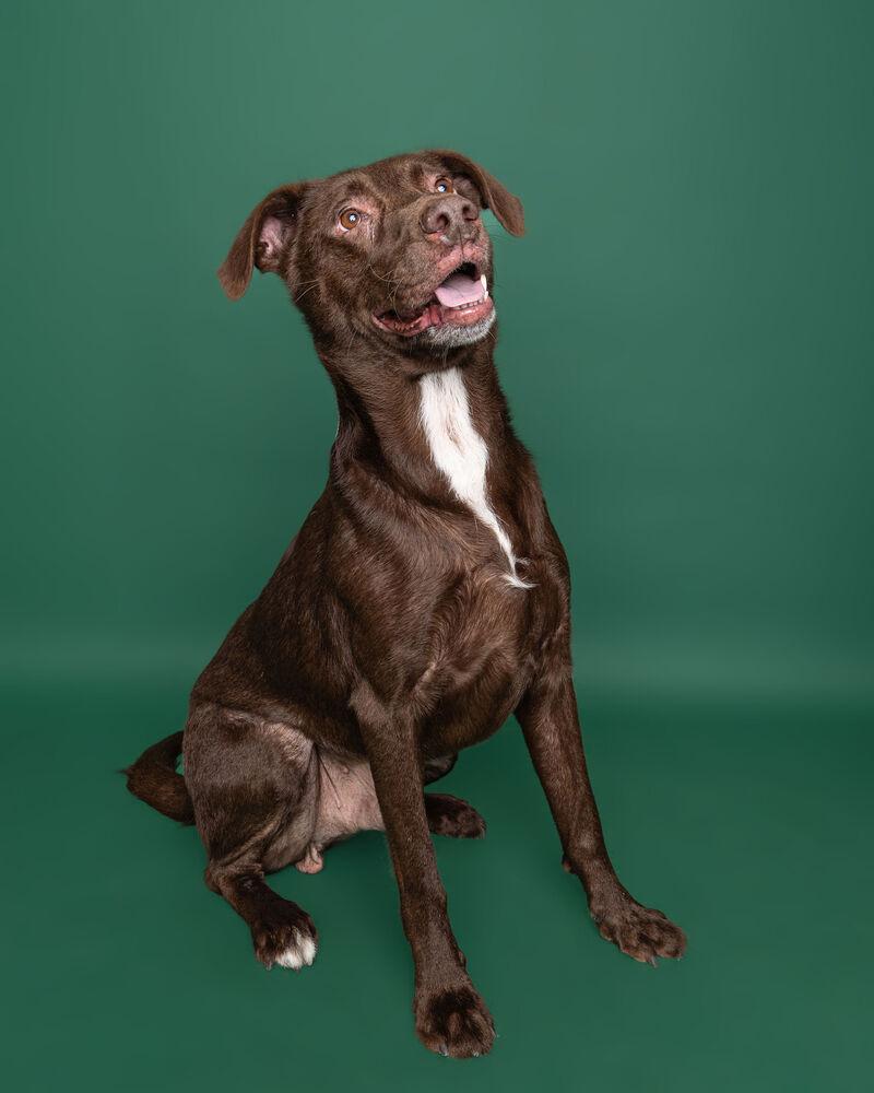 Boomer, Adoptable, Adult Male Labrador Retriever.